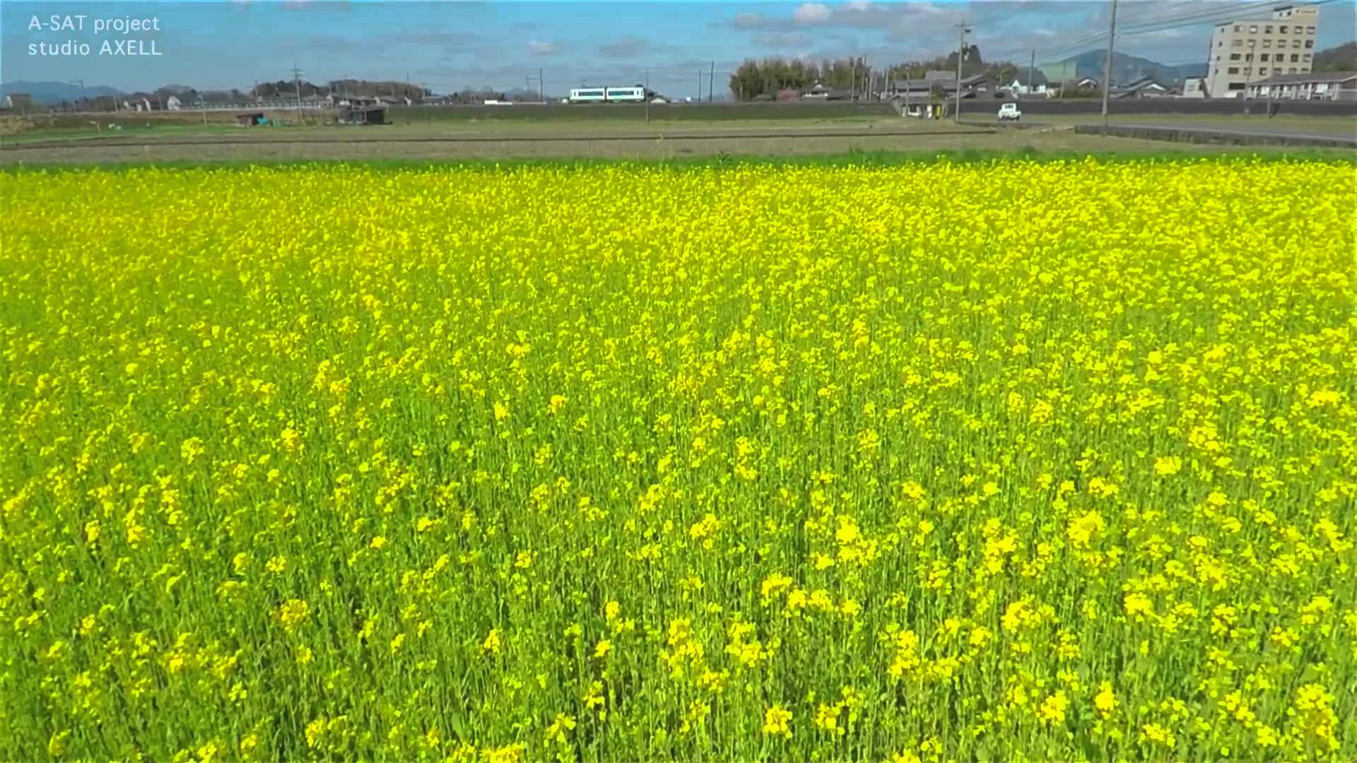 Flying over Field Mustard in Spring - YouTube