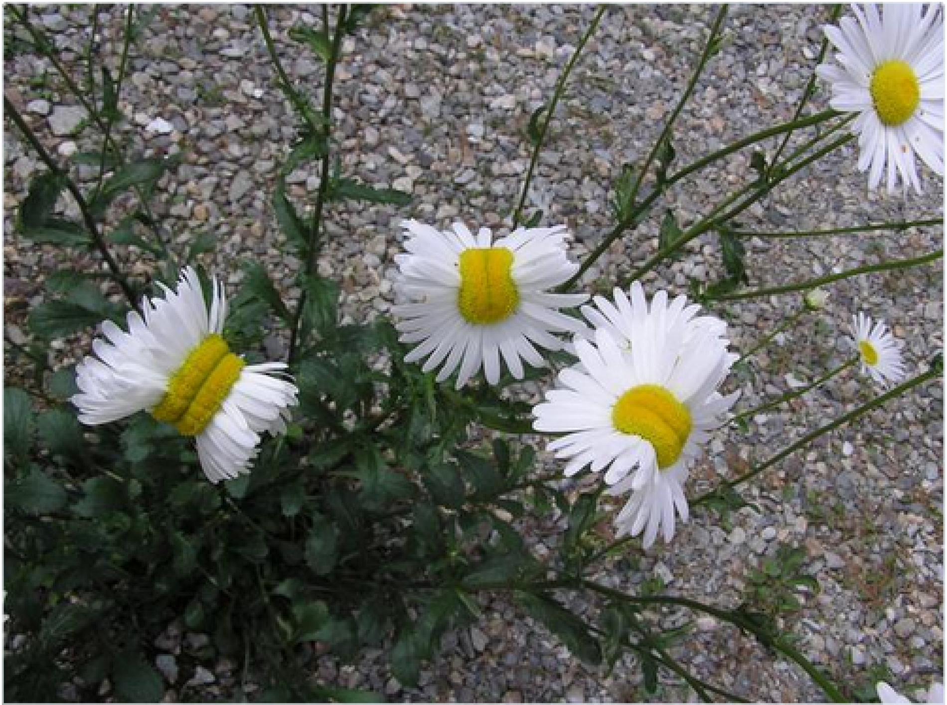 Are 'Mutated' Daisies Really Caused by Fukushima Radiation?