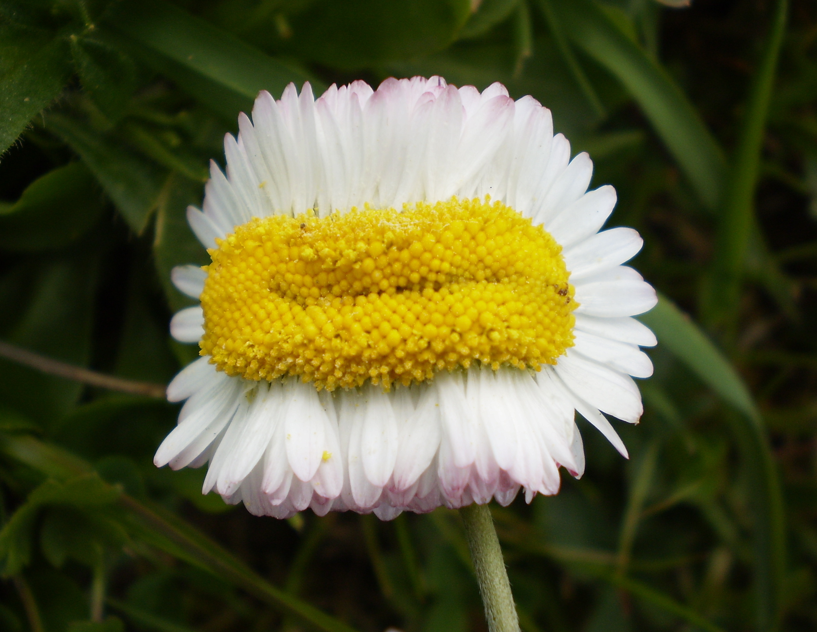 File:Mutant daisy.jpg - Wikimedia Commons
