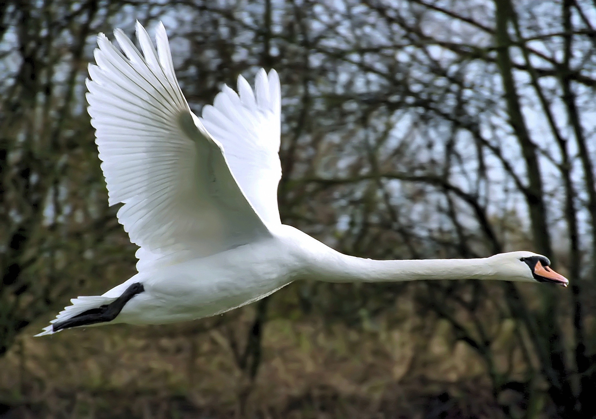 Mute swan photo