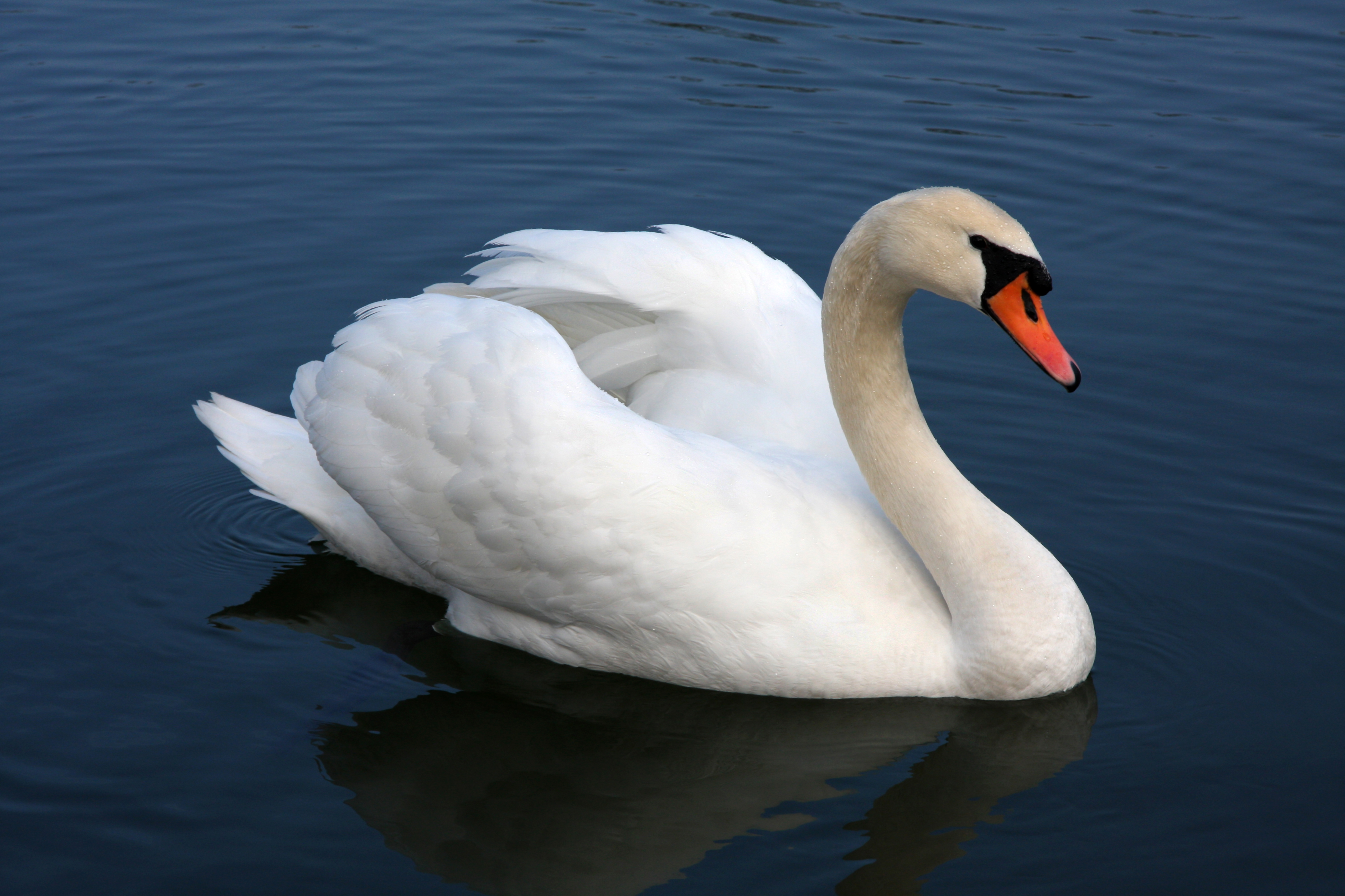5 Interesting Facts About Mute Swans | Hayden's Animal Facts
