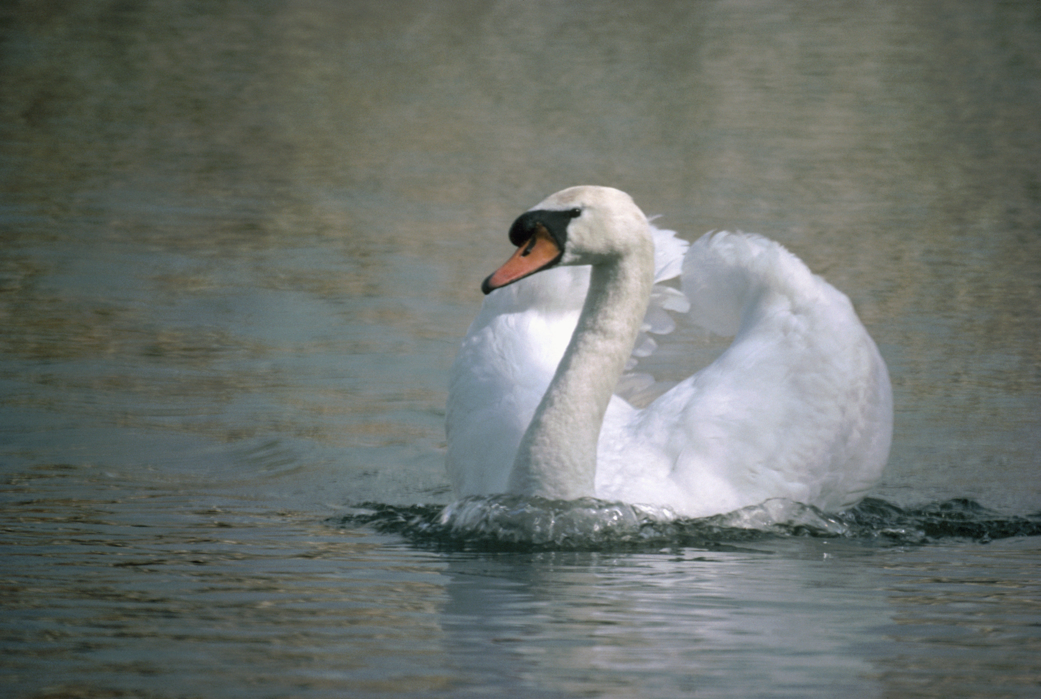 Mute Swan Threats - The RSPB