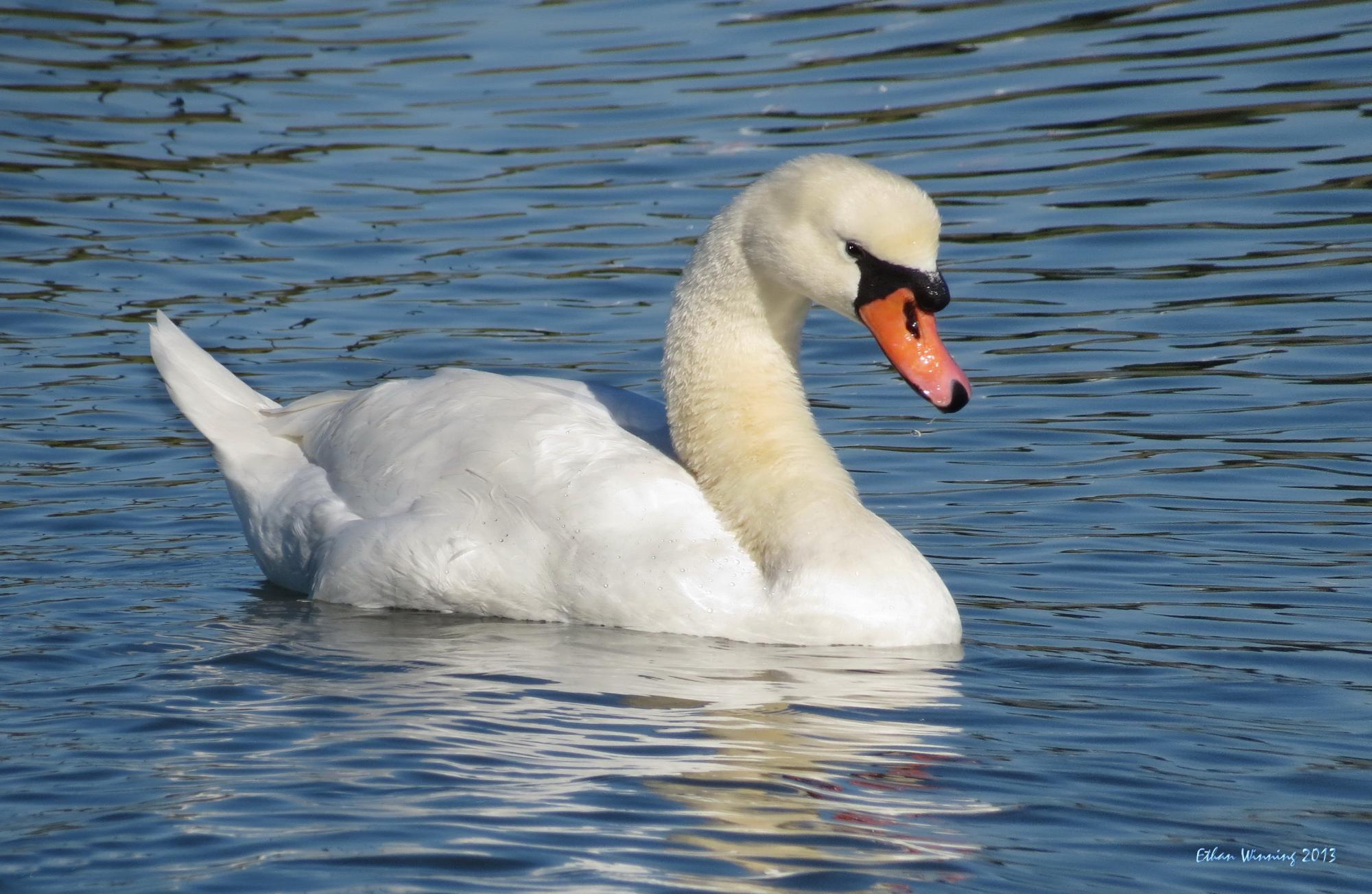 Mute Swan (Cygnus olor) One of two wild Mute Swans in the Martinez ...