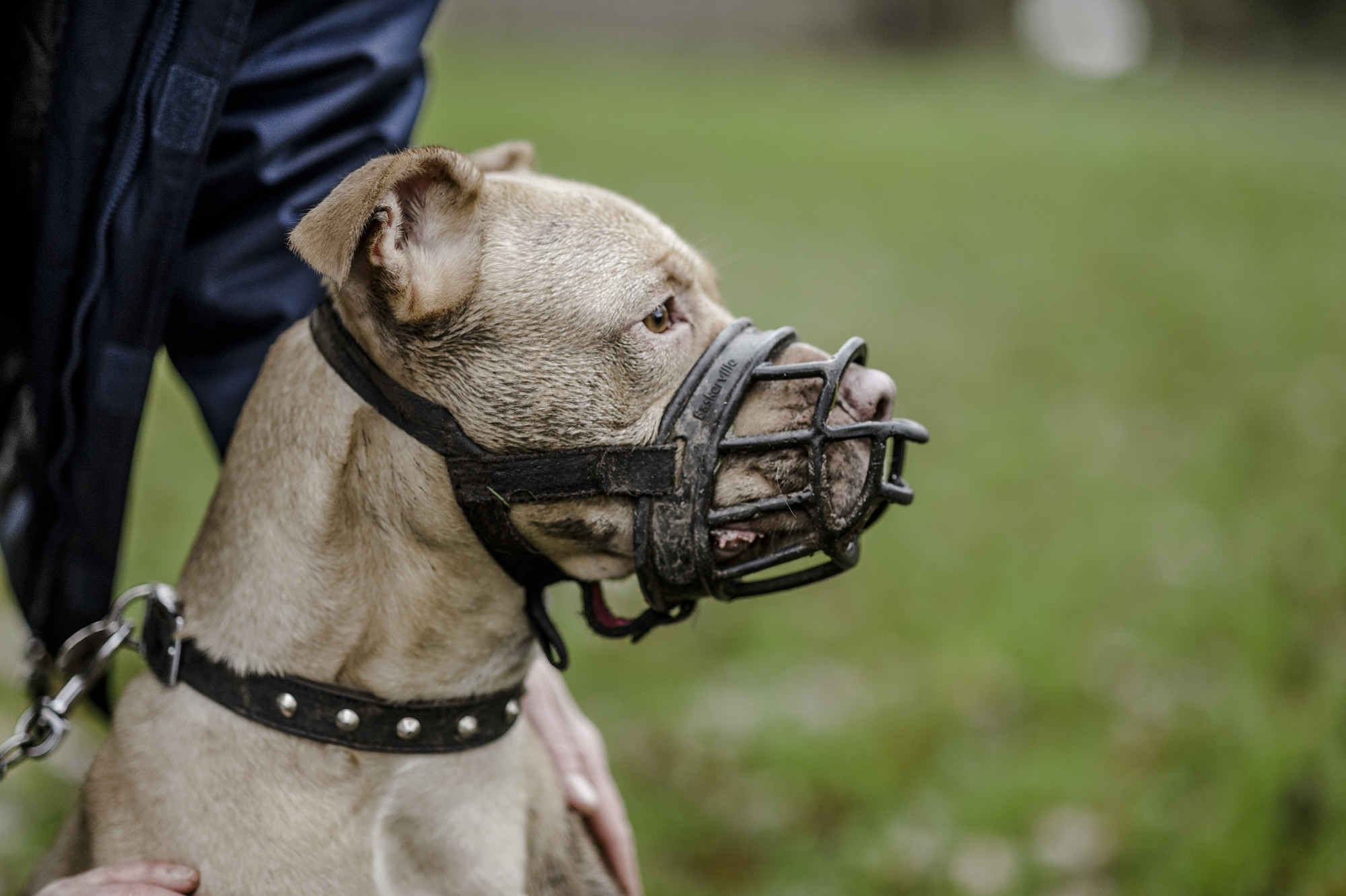 Dogs and muzzle training | How to muzzle train your dog | Blue Cross