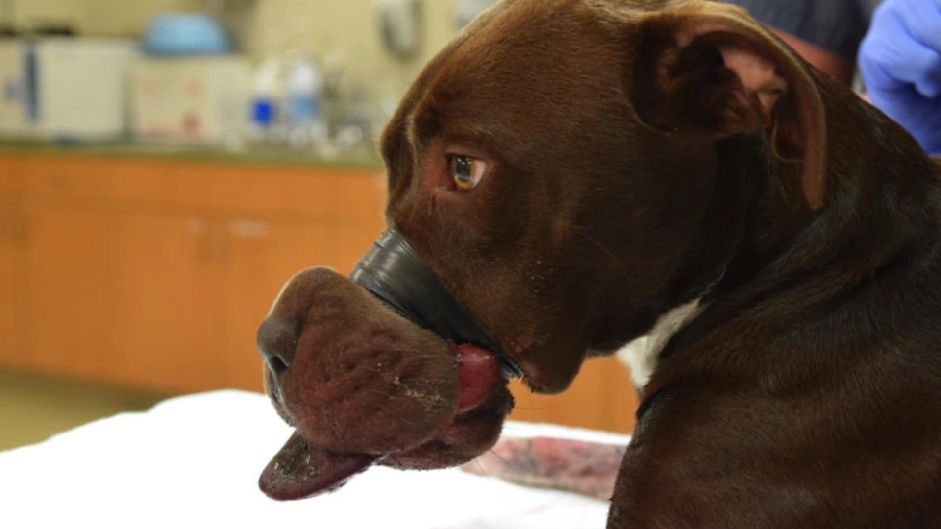 Arrest made in case of dog found with muzzle taped shut