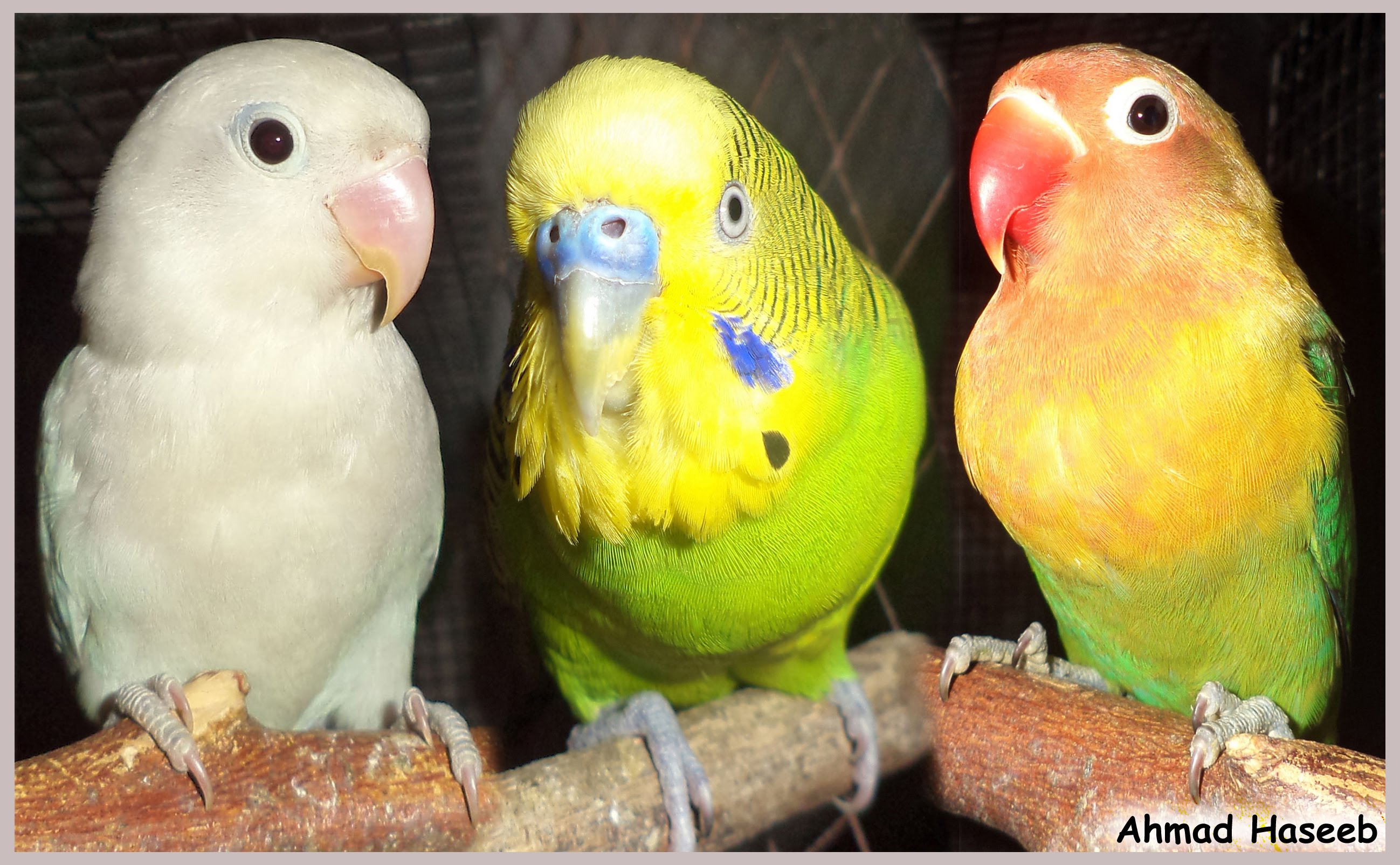 My Birds Collection ♥ Lovebirds ♥ Albino Lovebirds ♥ - YouTube