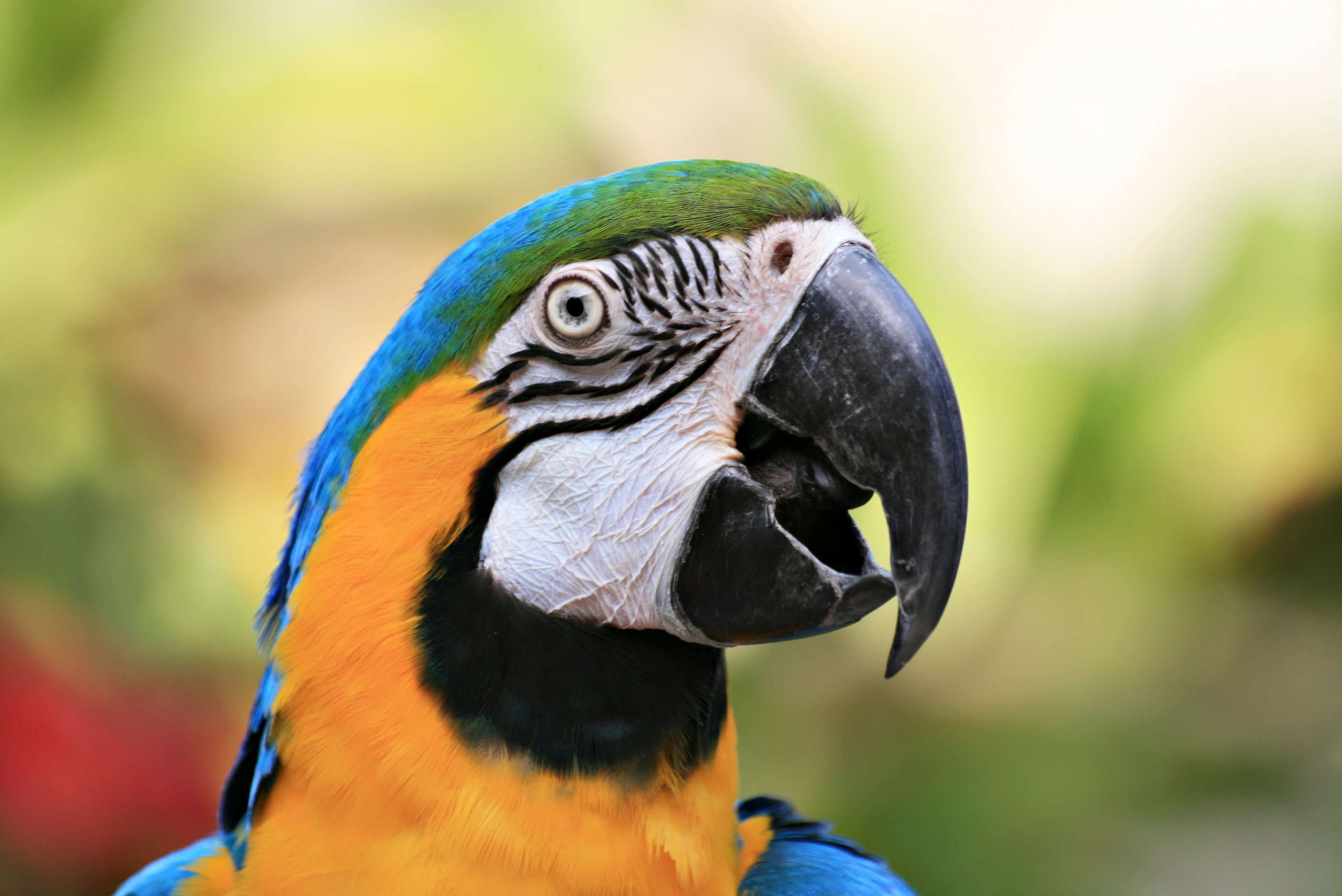 Parrot bird photo