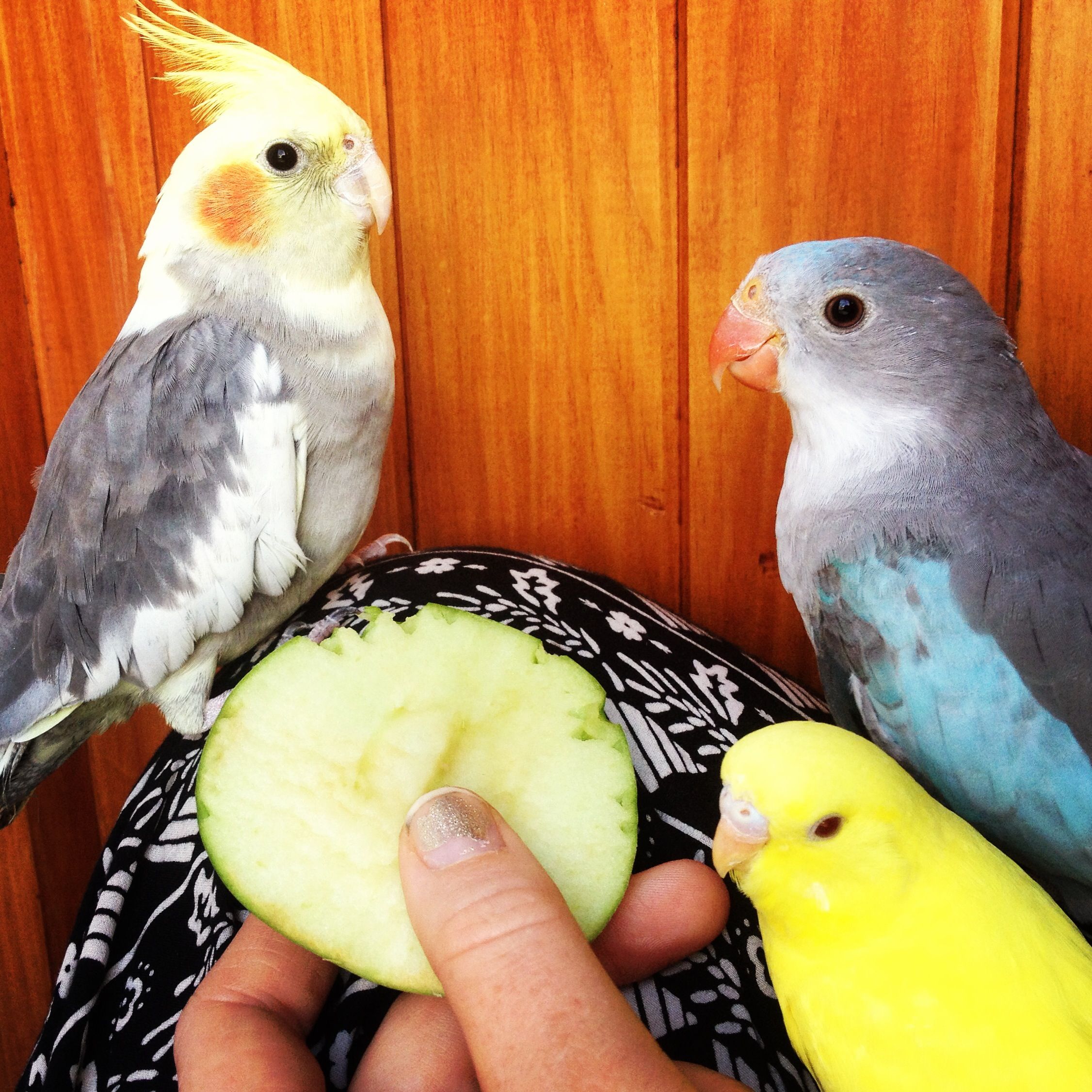 My birds all australian native parrots. princess parrot , budgerigar ...