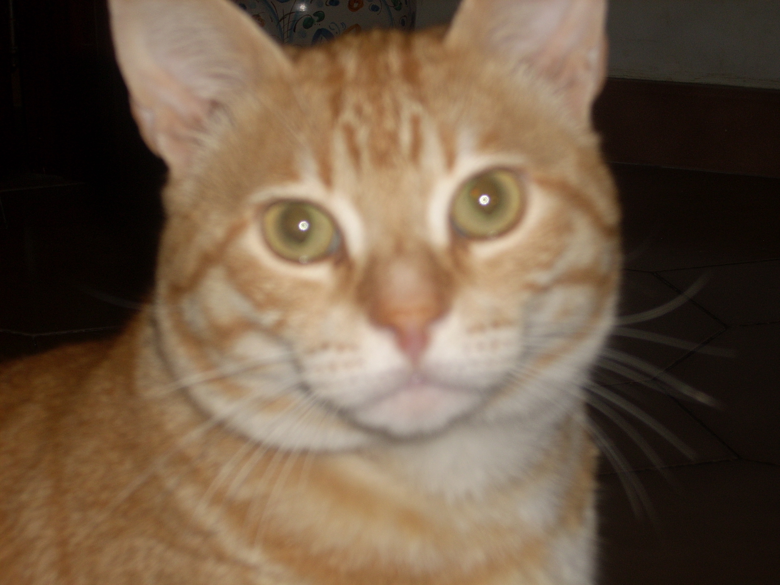 File:Tony my cat.JPG - Wikipedia