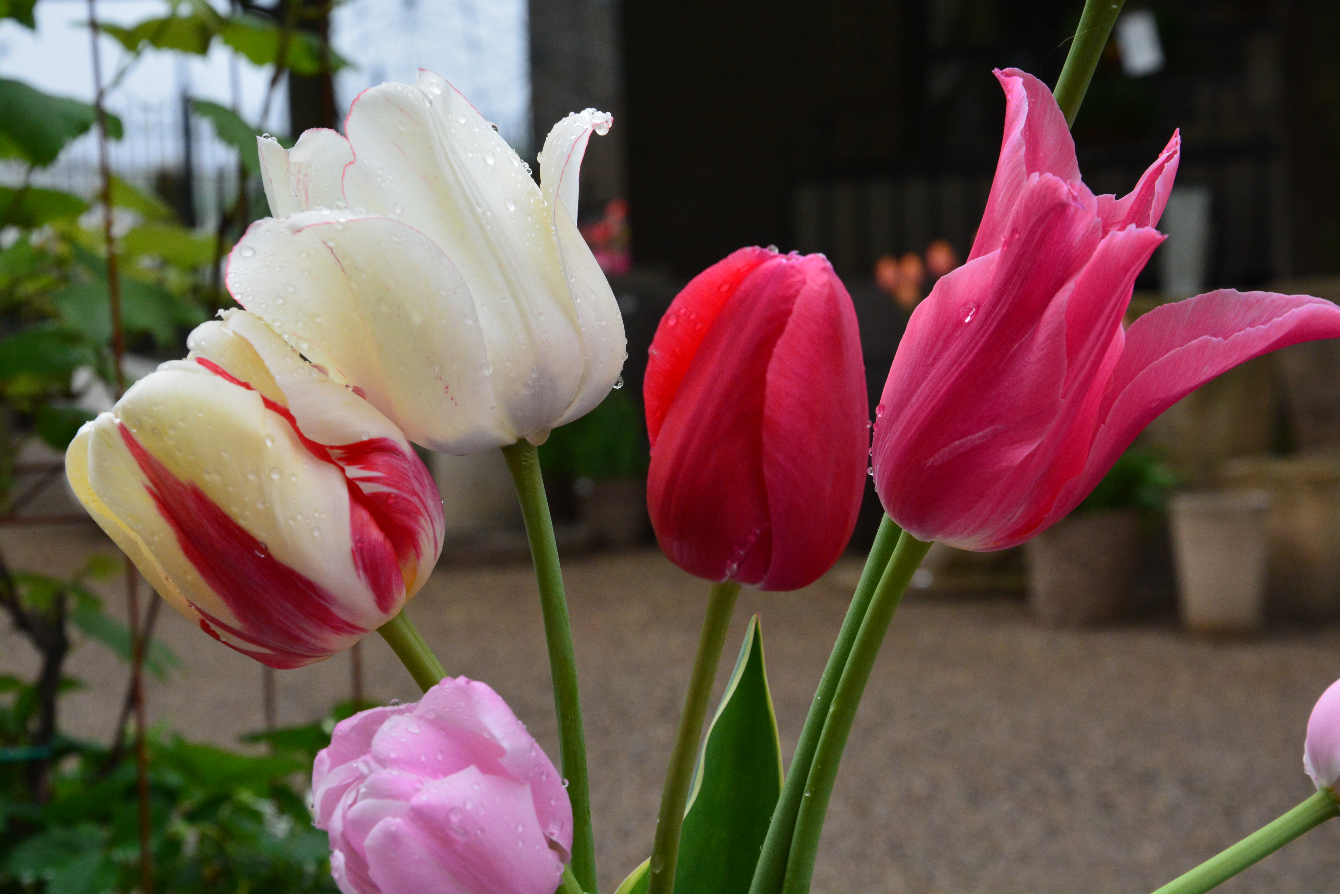 Tulips For Mother's Day | Dirt Simple