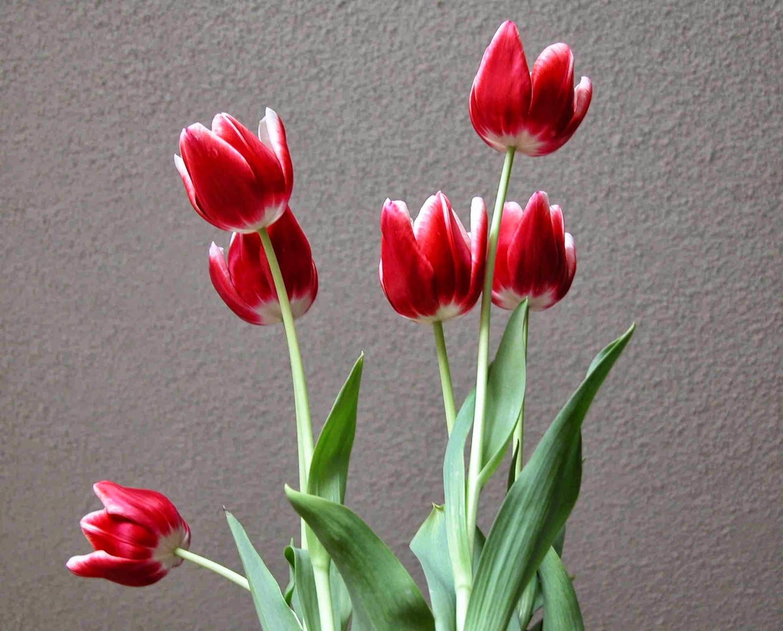 New House Girl: T is for Tulips