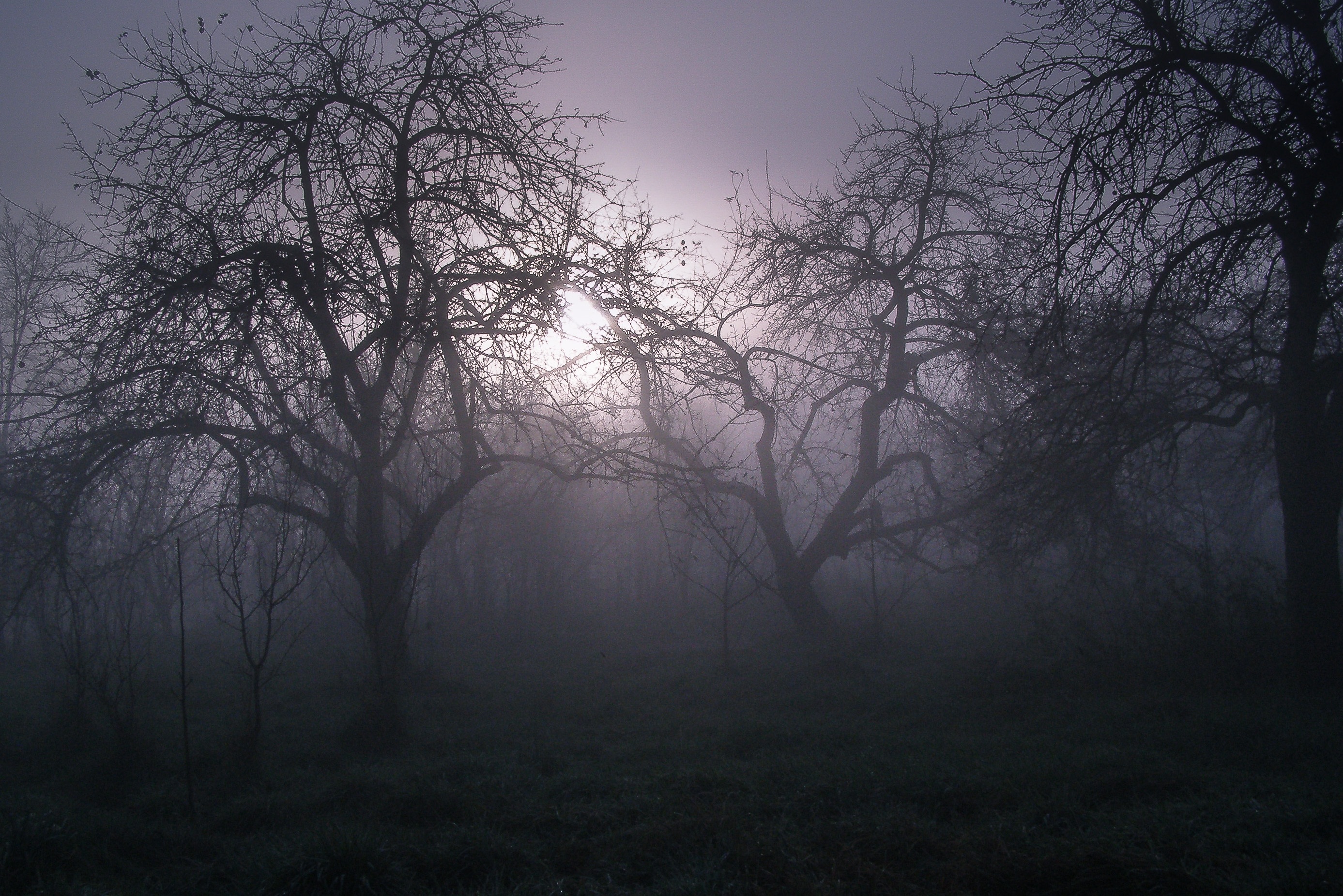 Free Images : tree, nature, forest, branch, fog, sunrise, mist ...