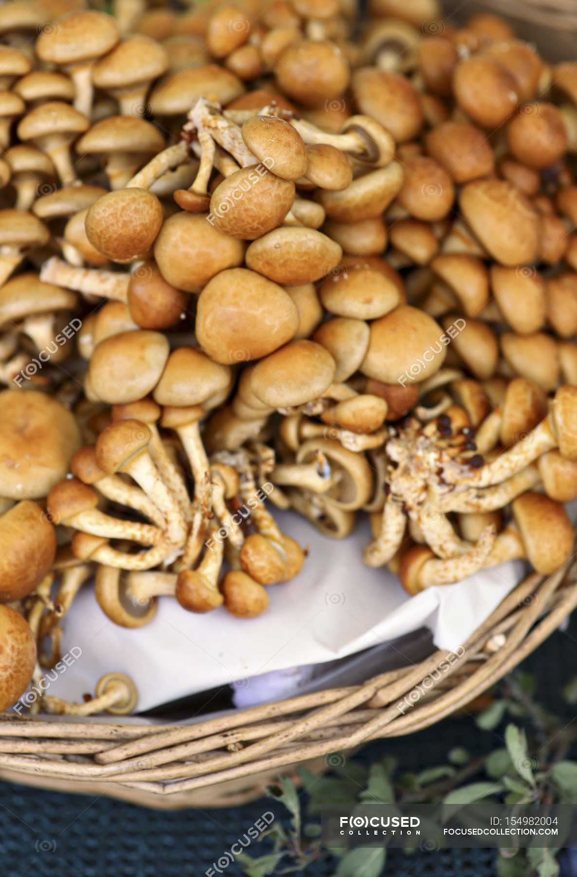 Nameko mushrooms, pholiota nameko — Stock Photo | #154982004
