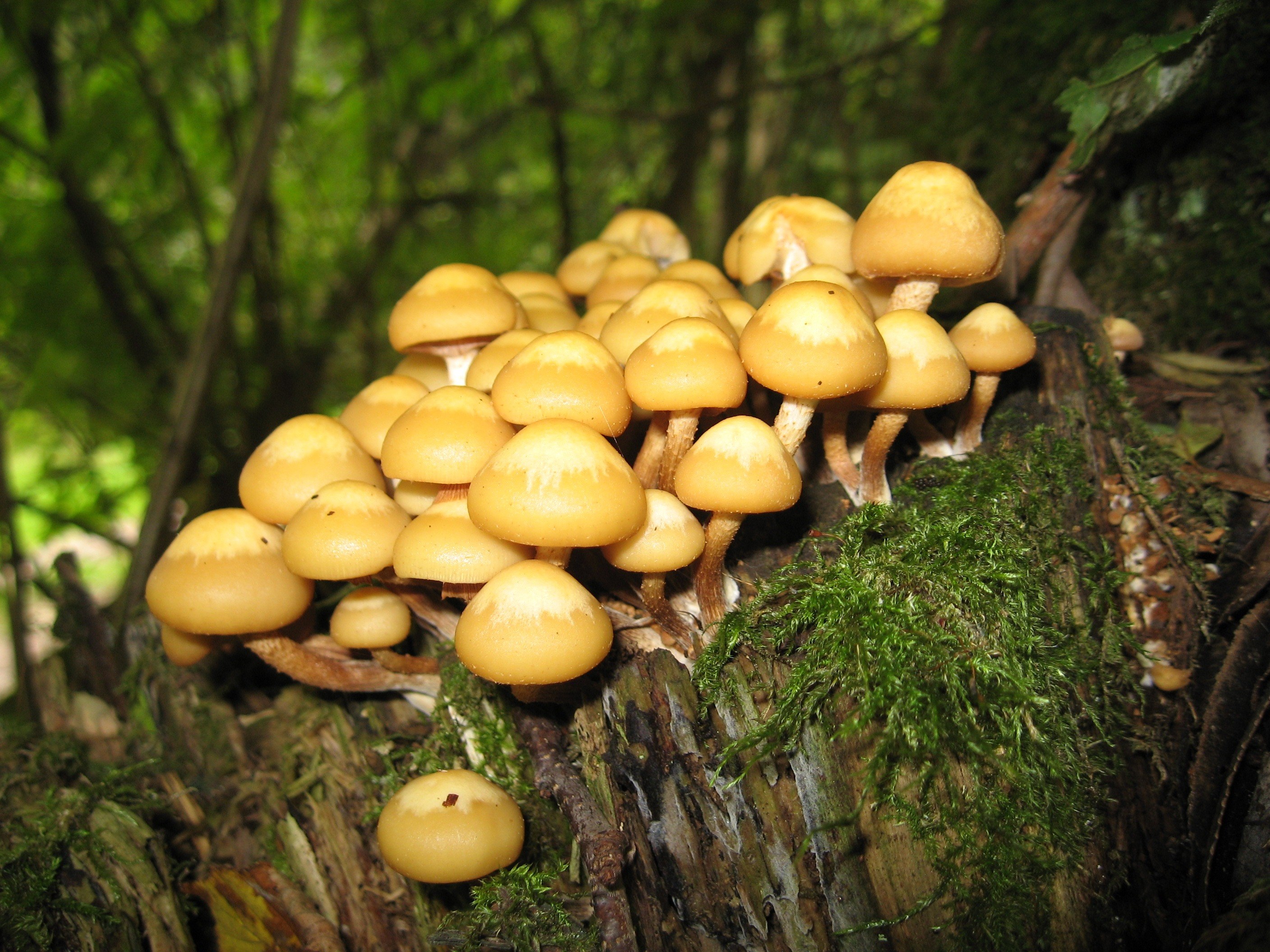 nameko #mushrooms #kuehneromyces mutabilis #tree stump wallpaper and ...