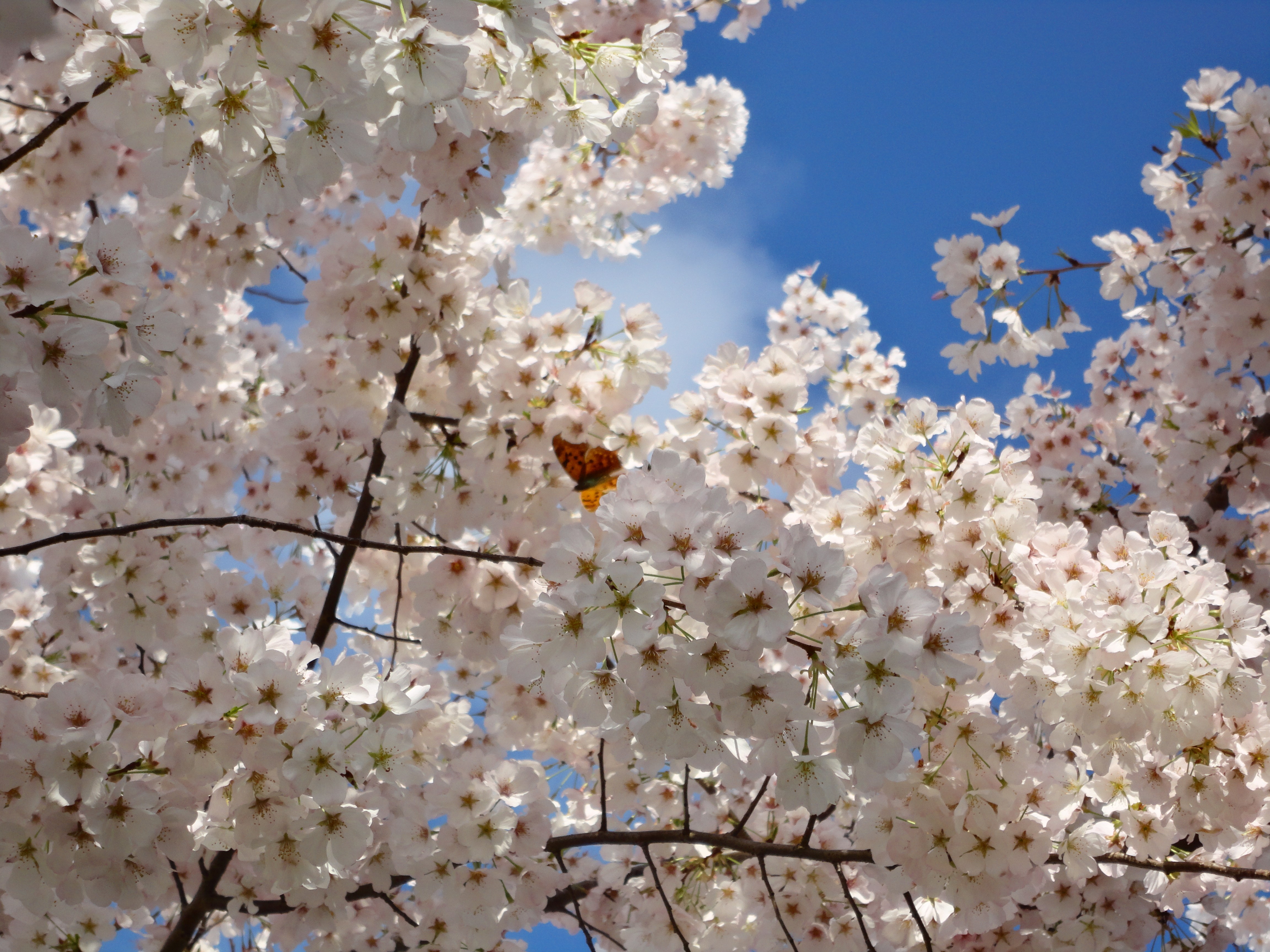 Kick-off the Spring by welcoming the Cherry Blossoms in Washington ...