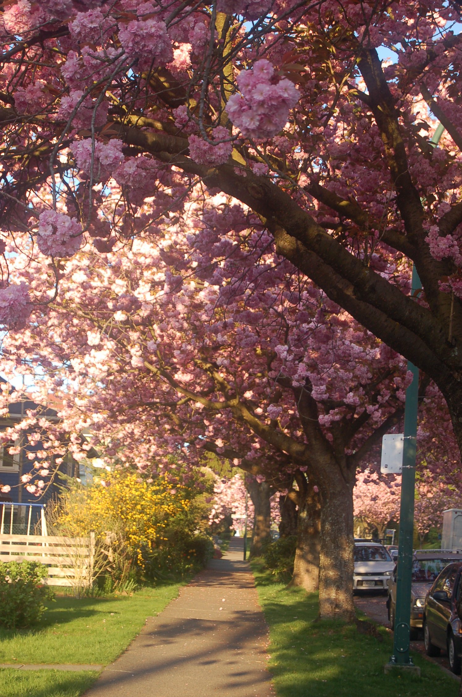 beeandthistle » Blog Archive » Vancouver Cherry Blossom Time – Could ...
