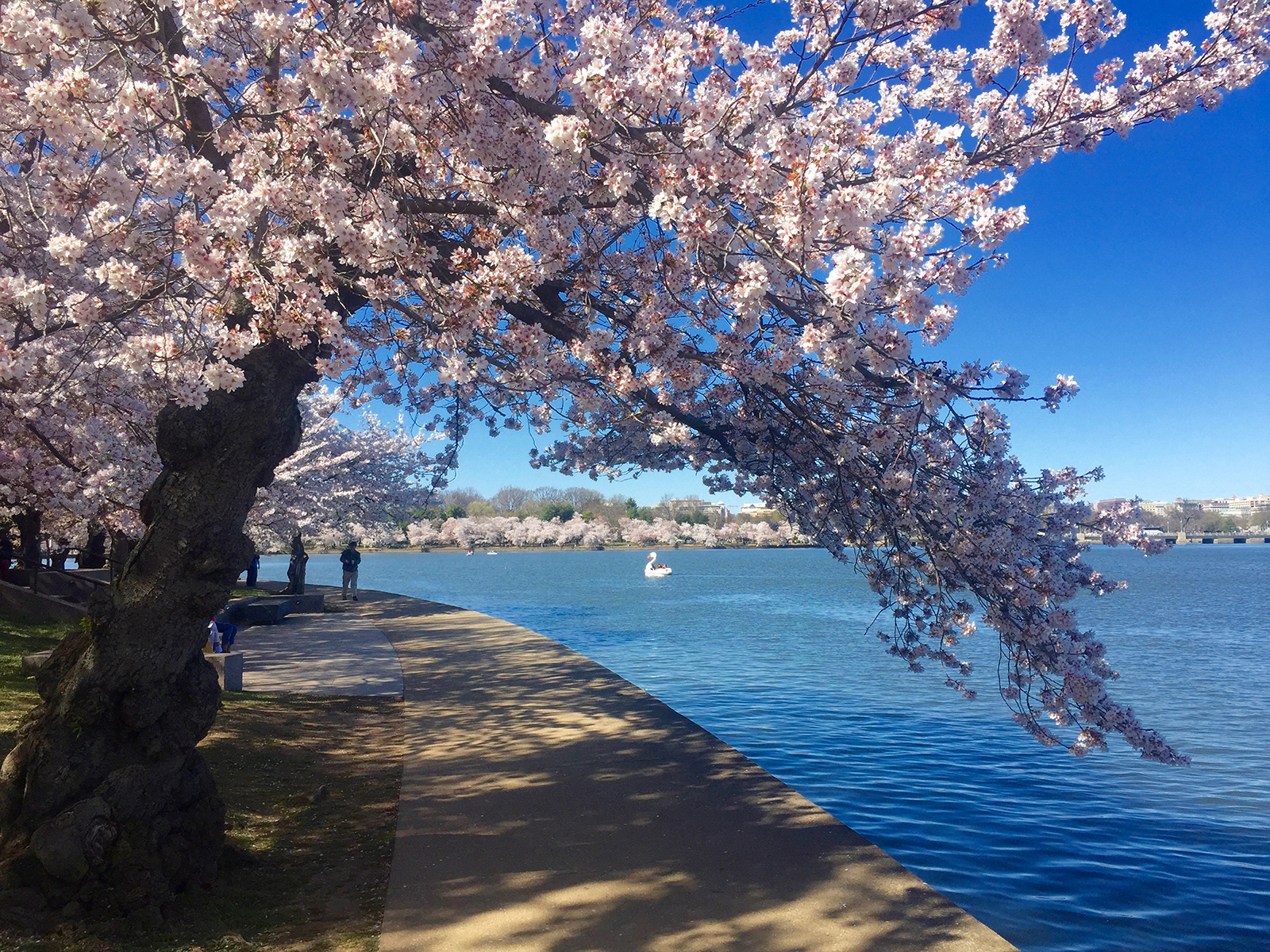 Spring unfurls in Washington, DC, at the National Cherry Blossom ...