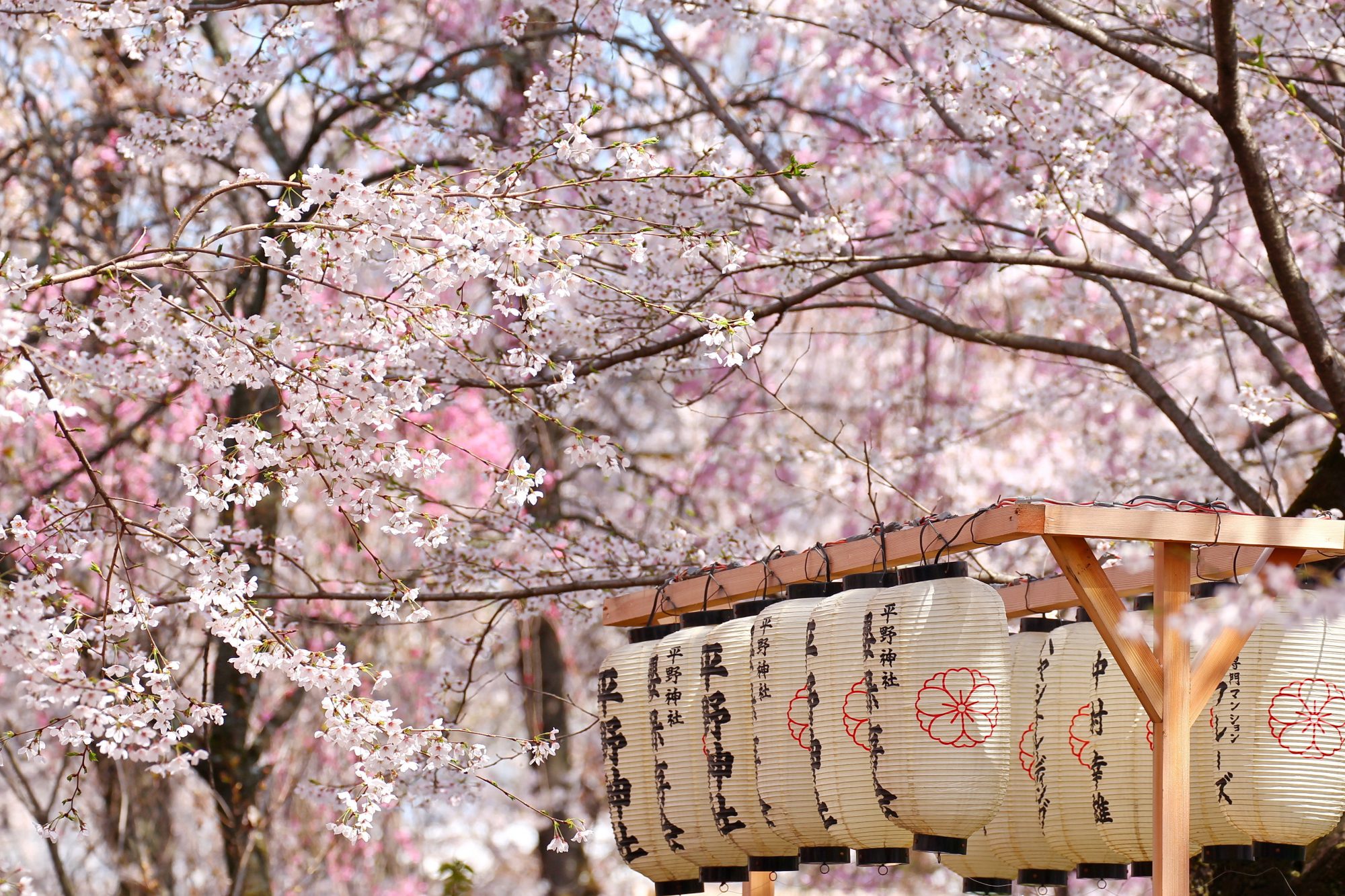 Cherry Blossom Japan – Solo Spot! - World Journeys New Zealand