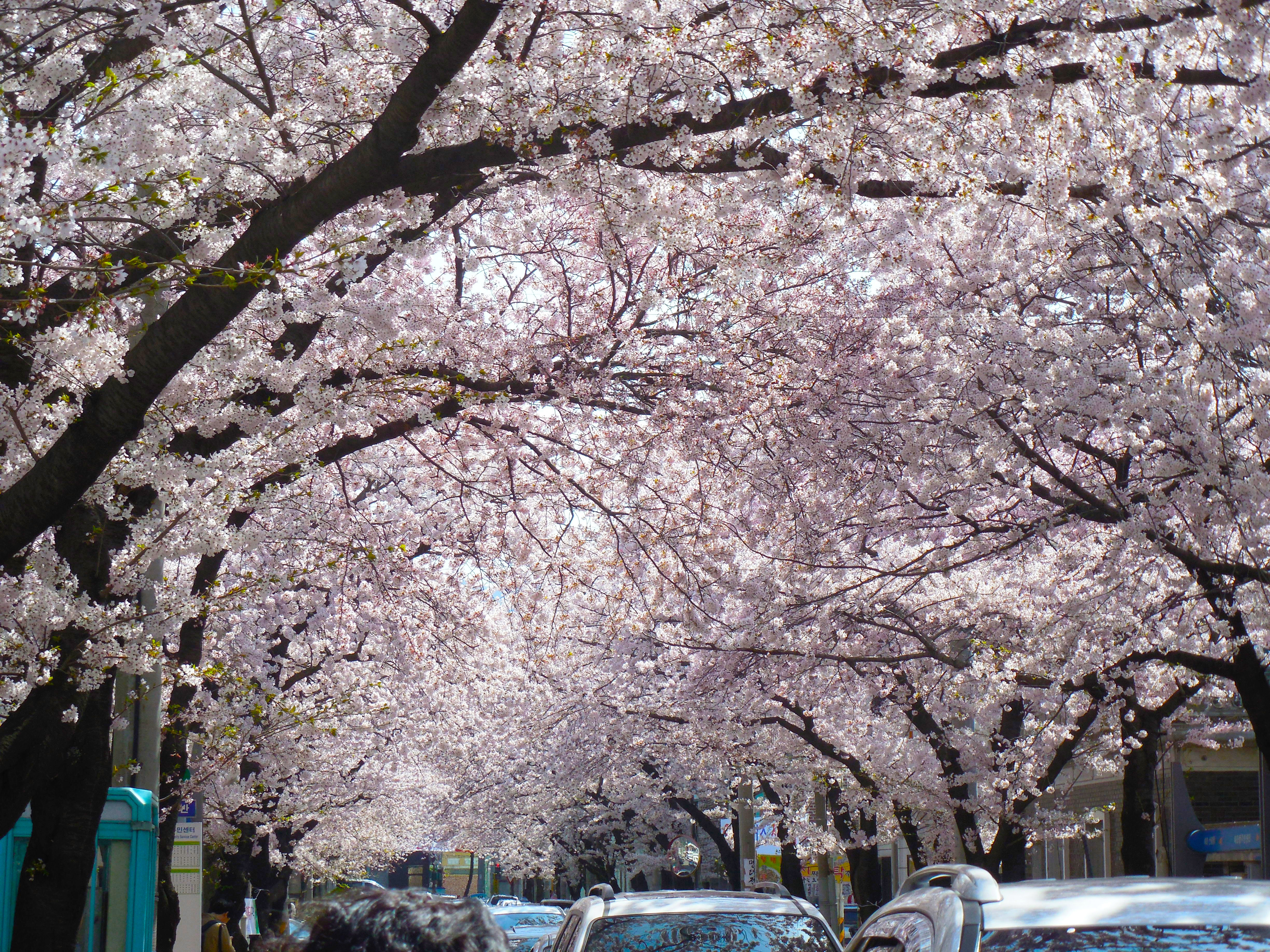 The Cherry Blossom Festival: Jinhae Korea