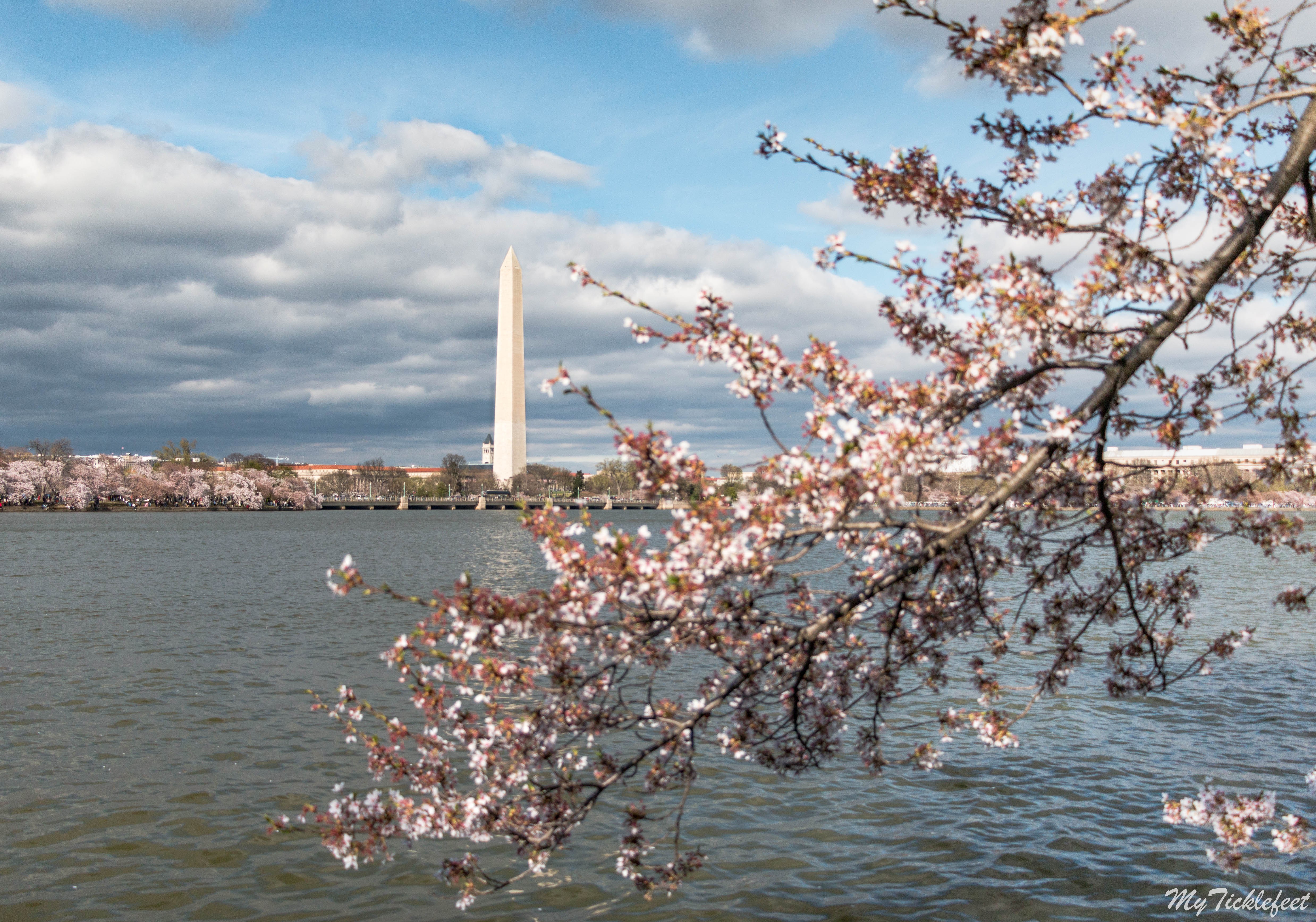6 Spots to Photograph Cherry Blossoms in Washington D.C. - Passion ...