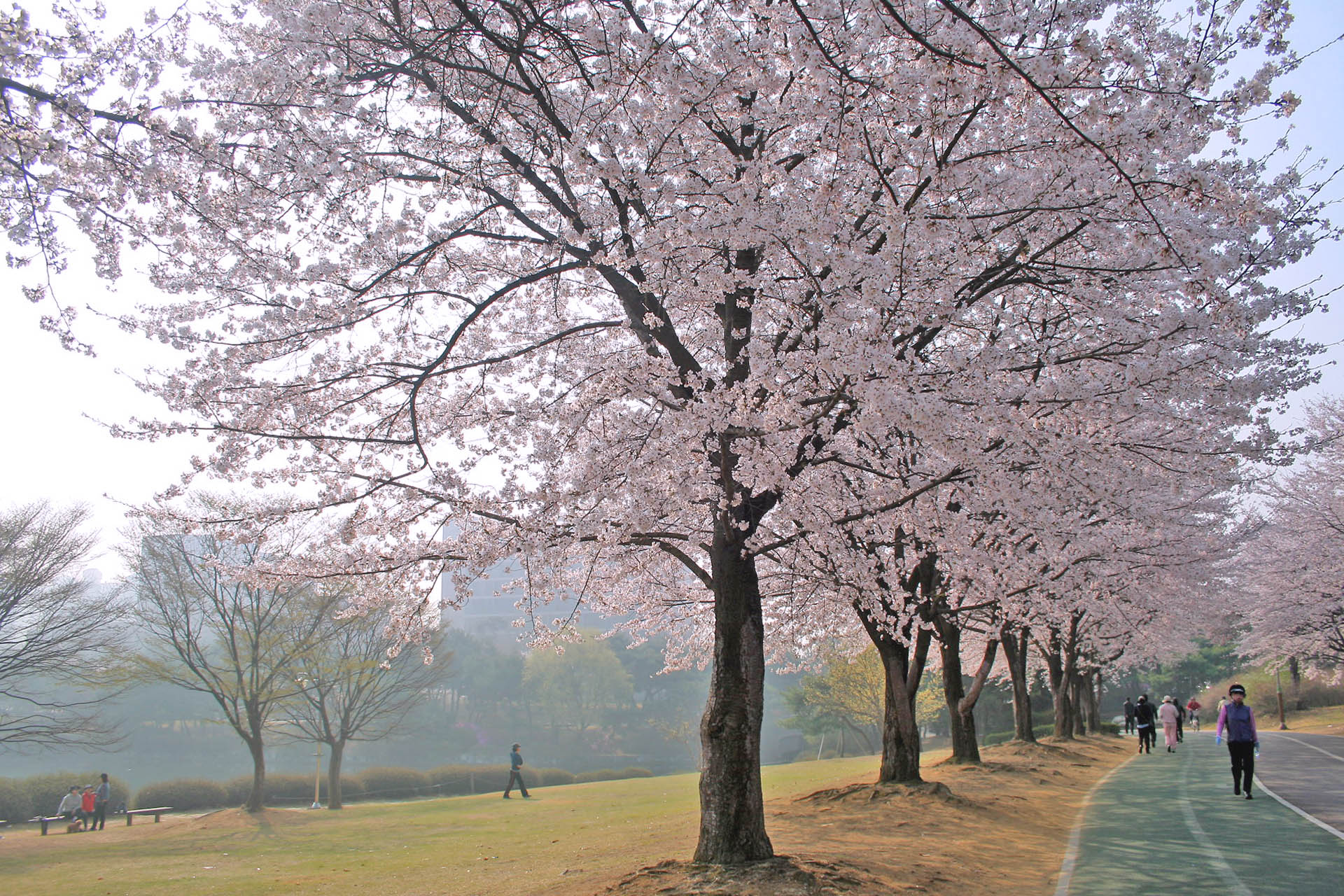 Korea Spring Festival] Seoul Cherry Blossom Private Tour – HaB Korea.net