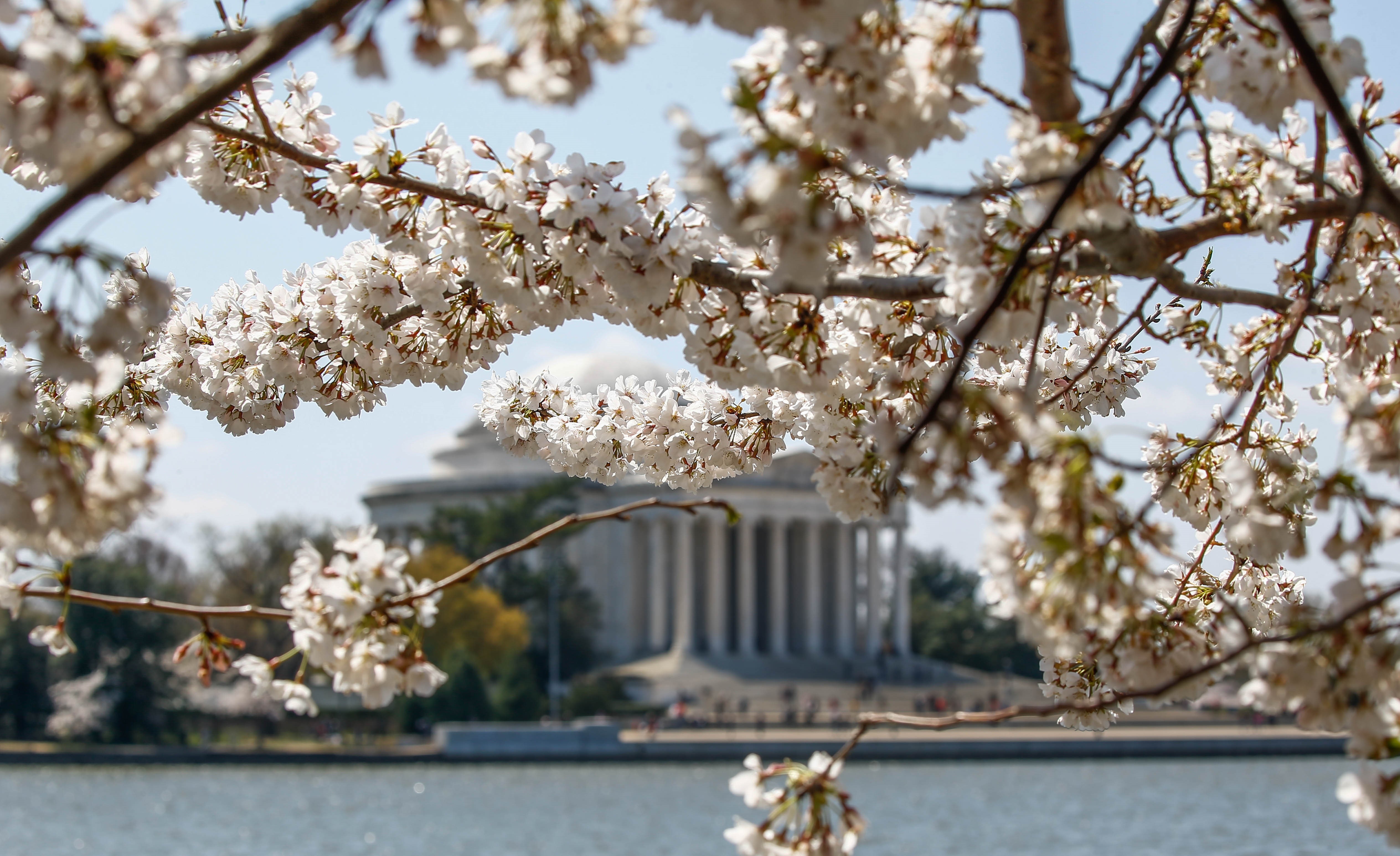 Cherry Blossoms bloom in Washington DC