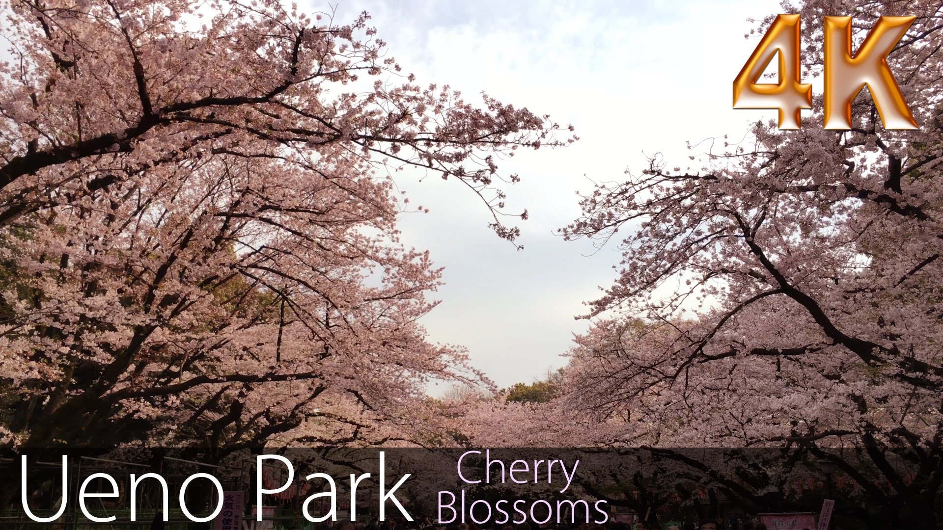4K] Cherry blossom (Sakura) Ueno Park in Tokyo Japan 2016. - YouTube