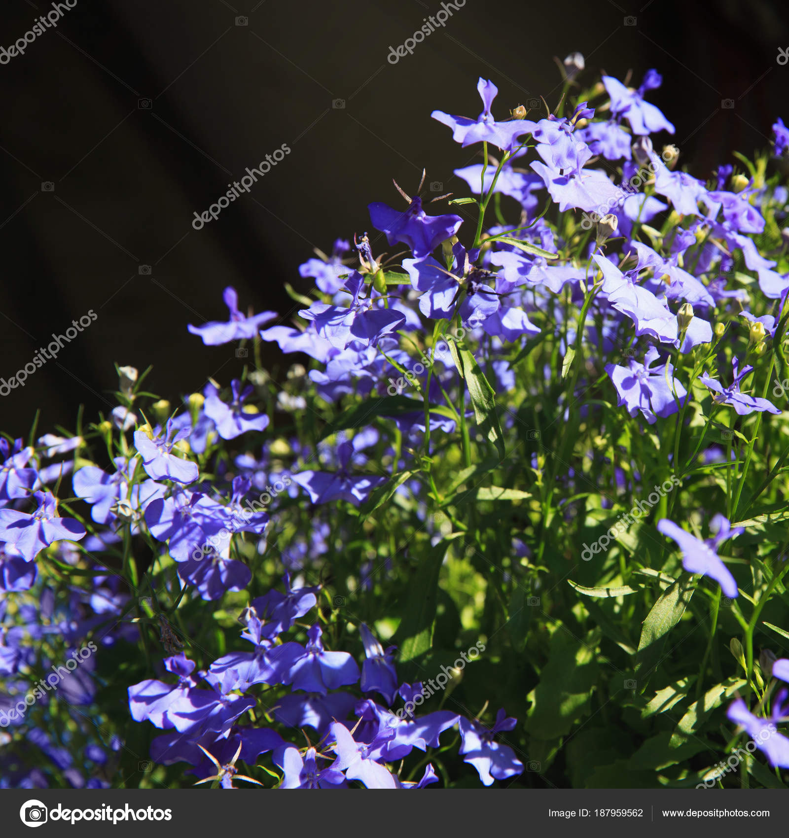 Blue Trailing Lobelia Sapphire flowers or Edging Lobelia, Garden ...
