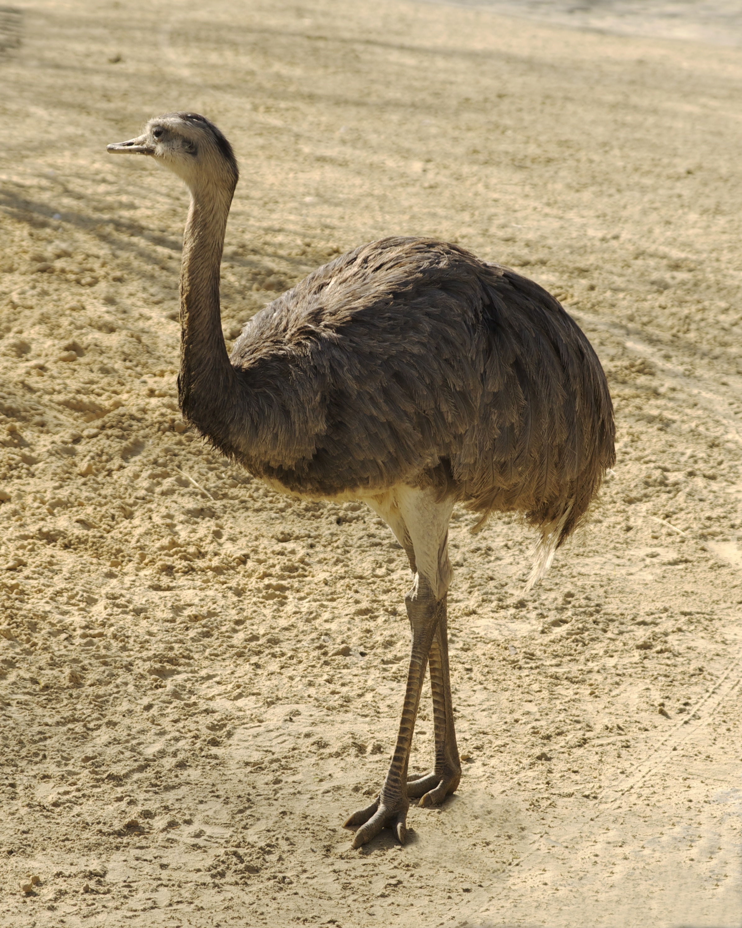 Free Images : wing, wildlife, beak, ostrich, feather, fauna, plumage ...