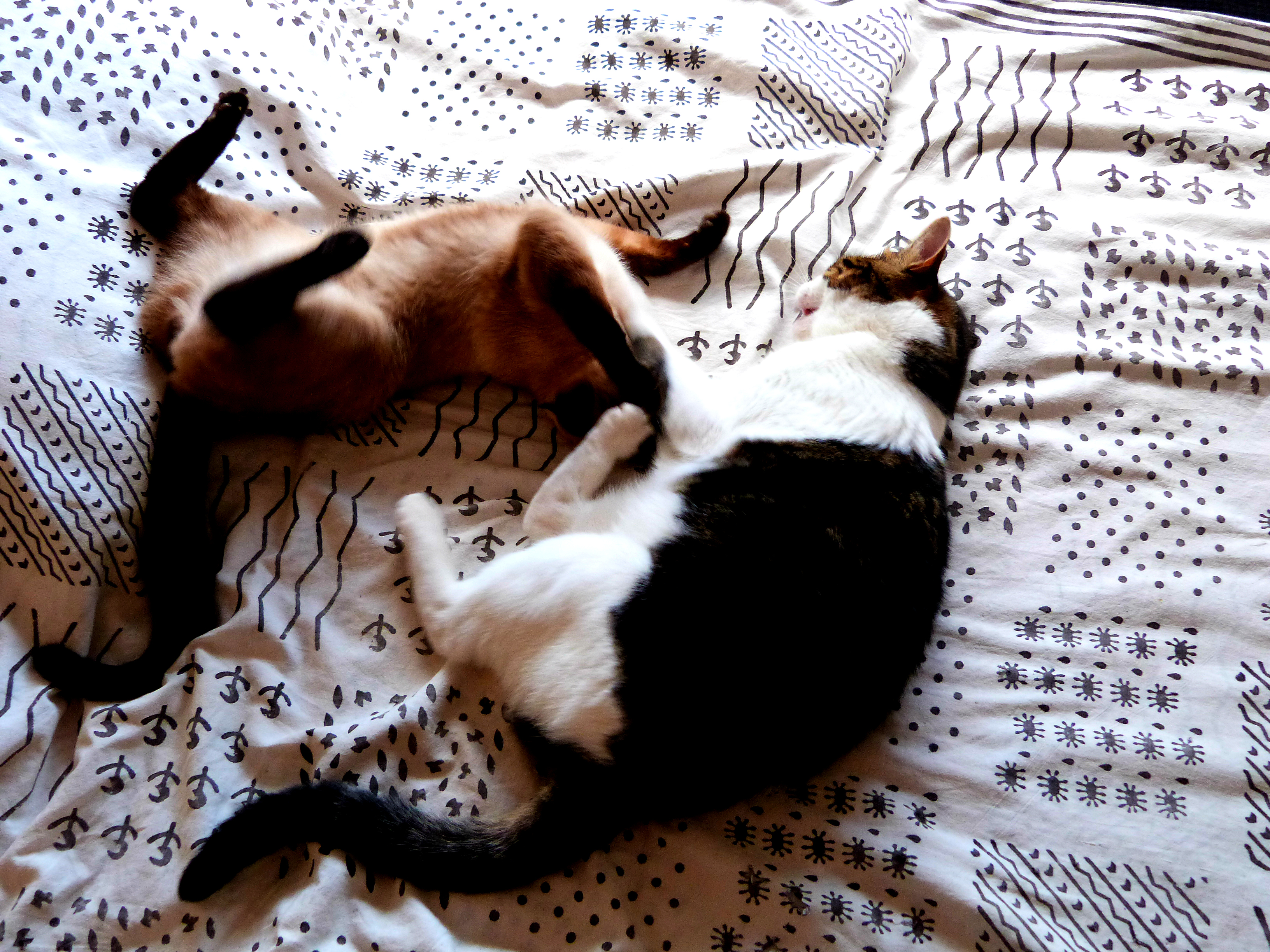 Nap time playfighting, Animal, Bunny, Cat, Cats, HQ Photo