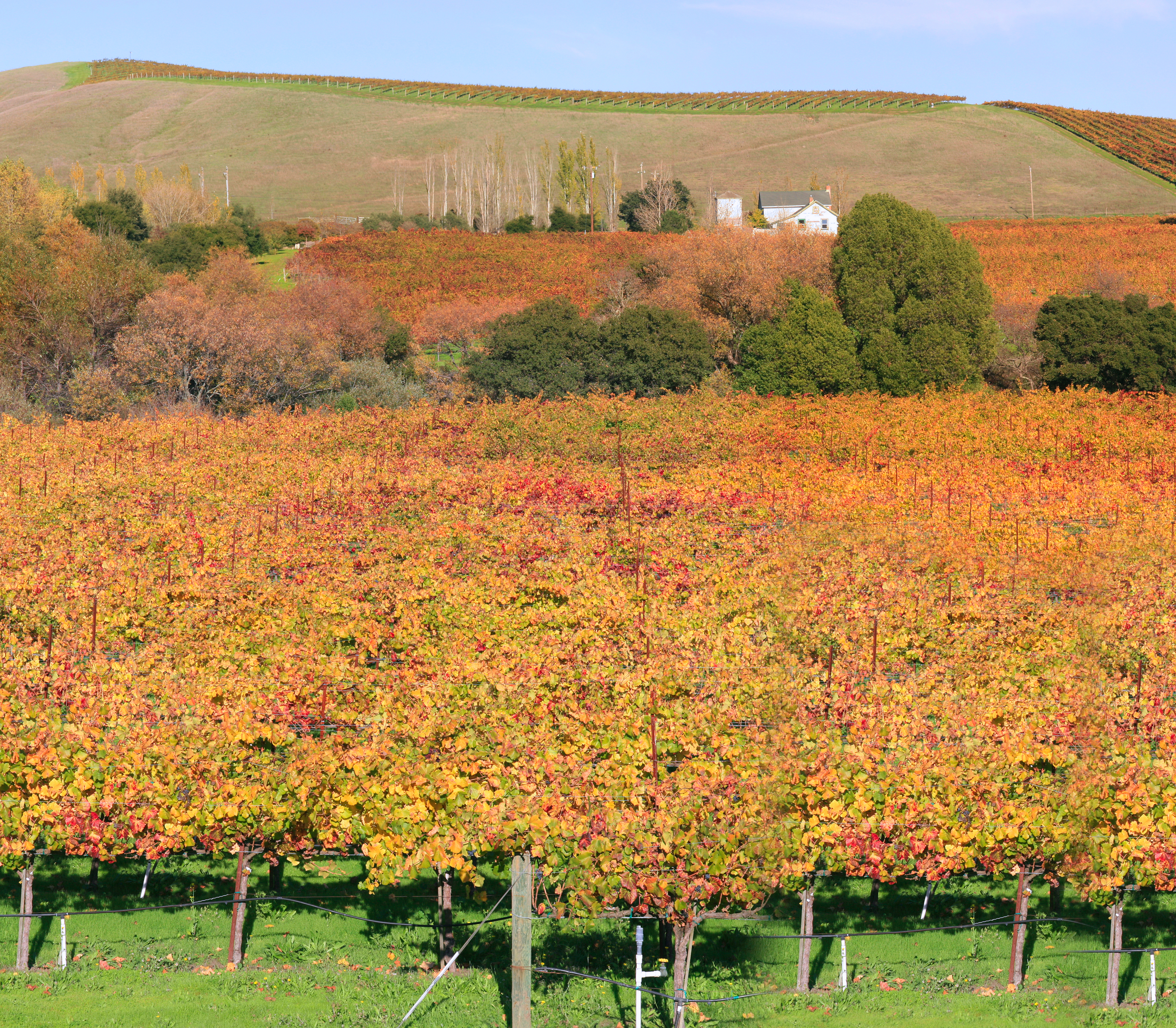 File:Napa valley vineyard and winery.jpg - Wikimedia Commons