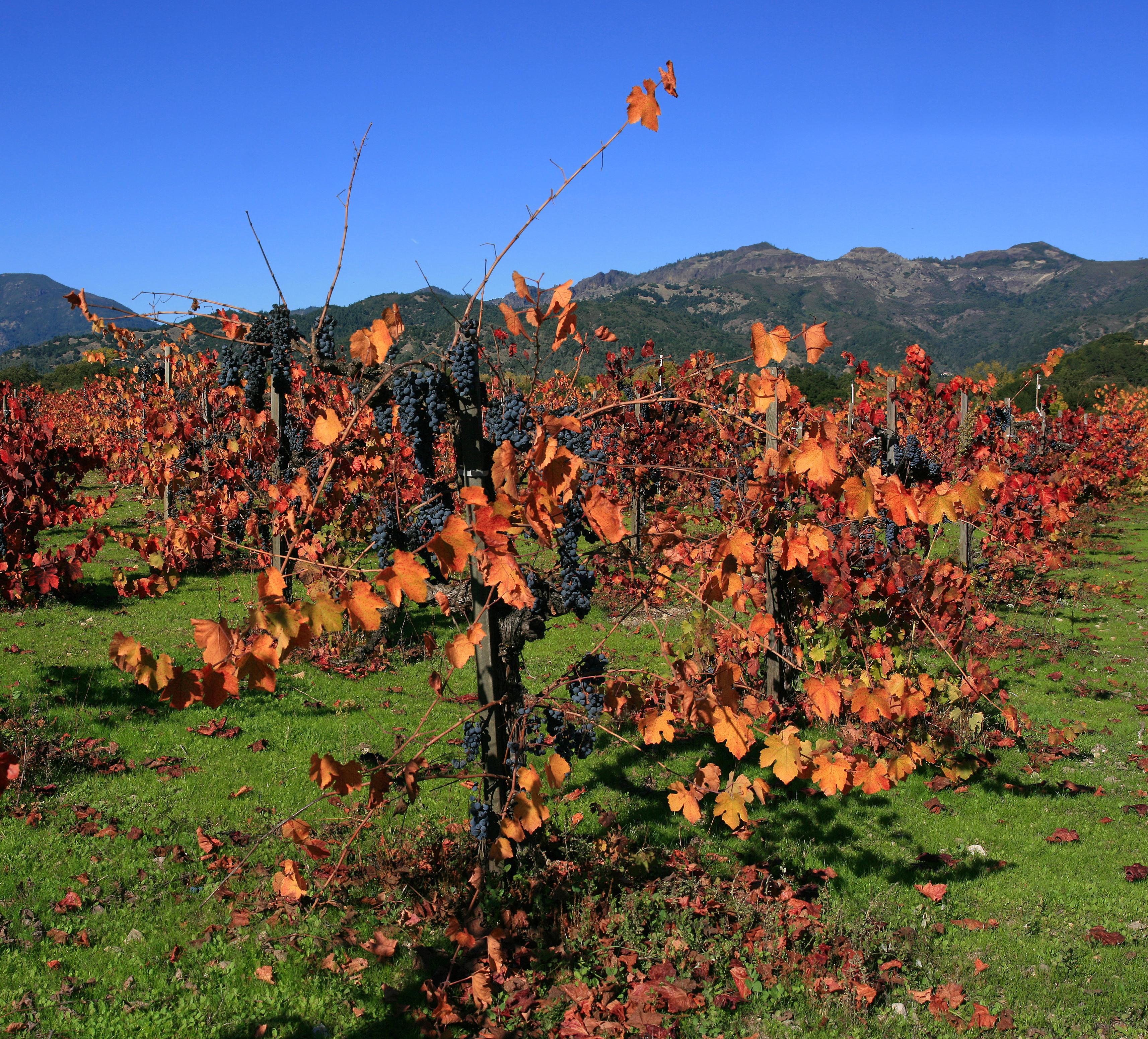 File:Vineyard in Napa Valley 4 edit1.jpg - Wikimedia Commons