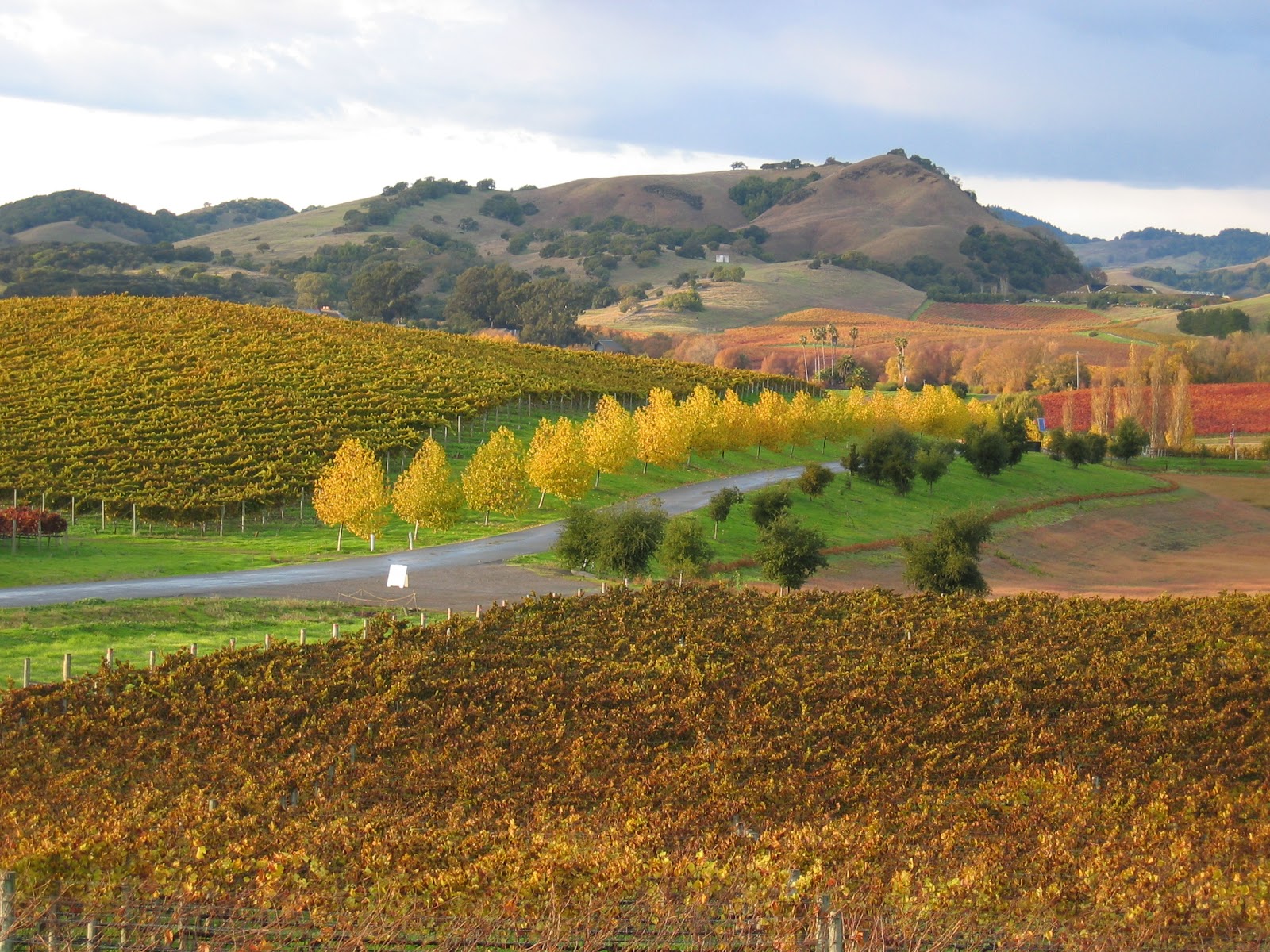 Napa Bound: November 2, 2012 – Fall Color on its Way to Napa Valley