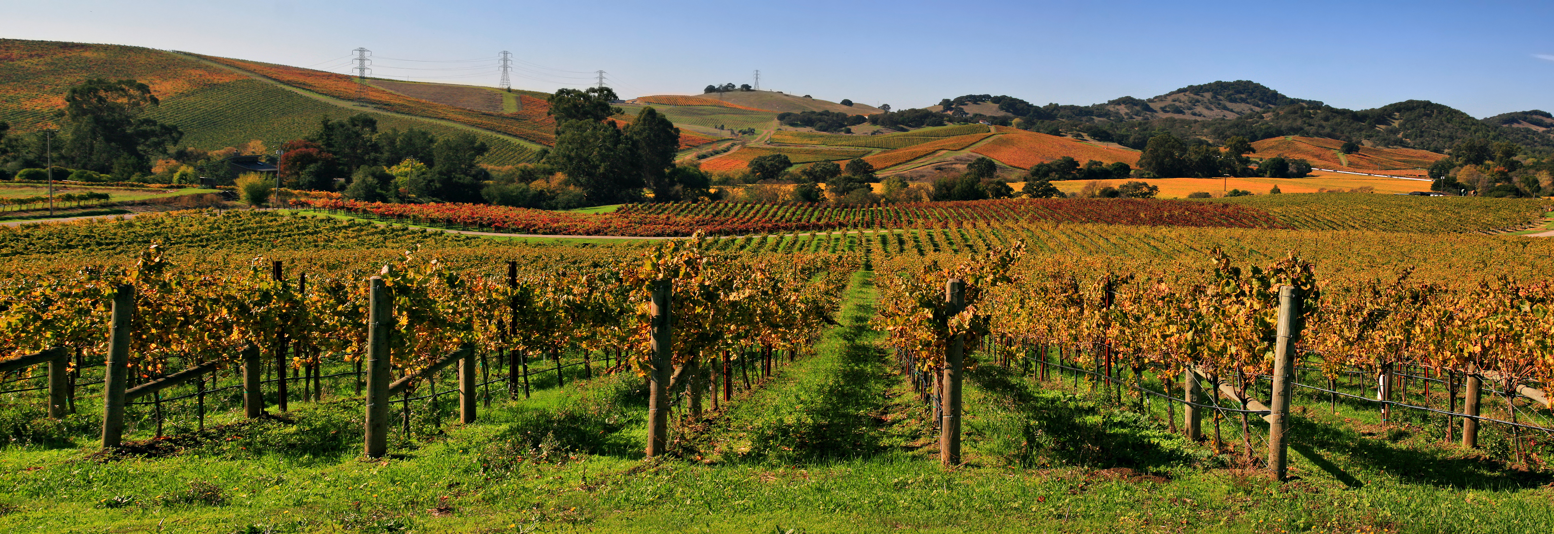 File:Vineyards in Napa Valley 7.jpg - Wikimedia Commons