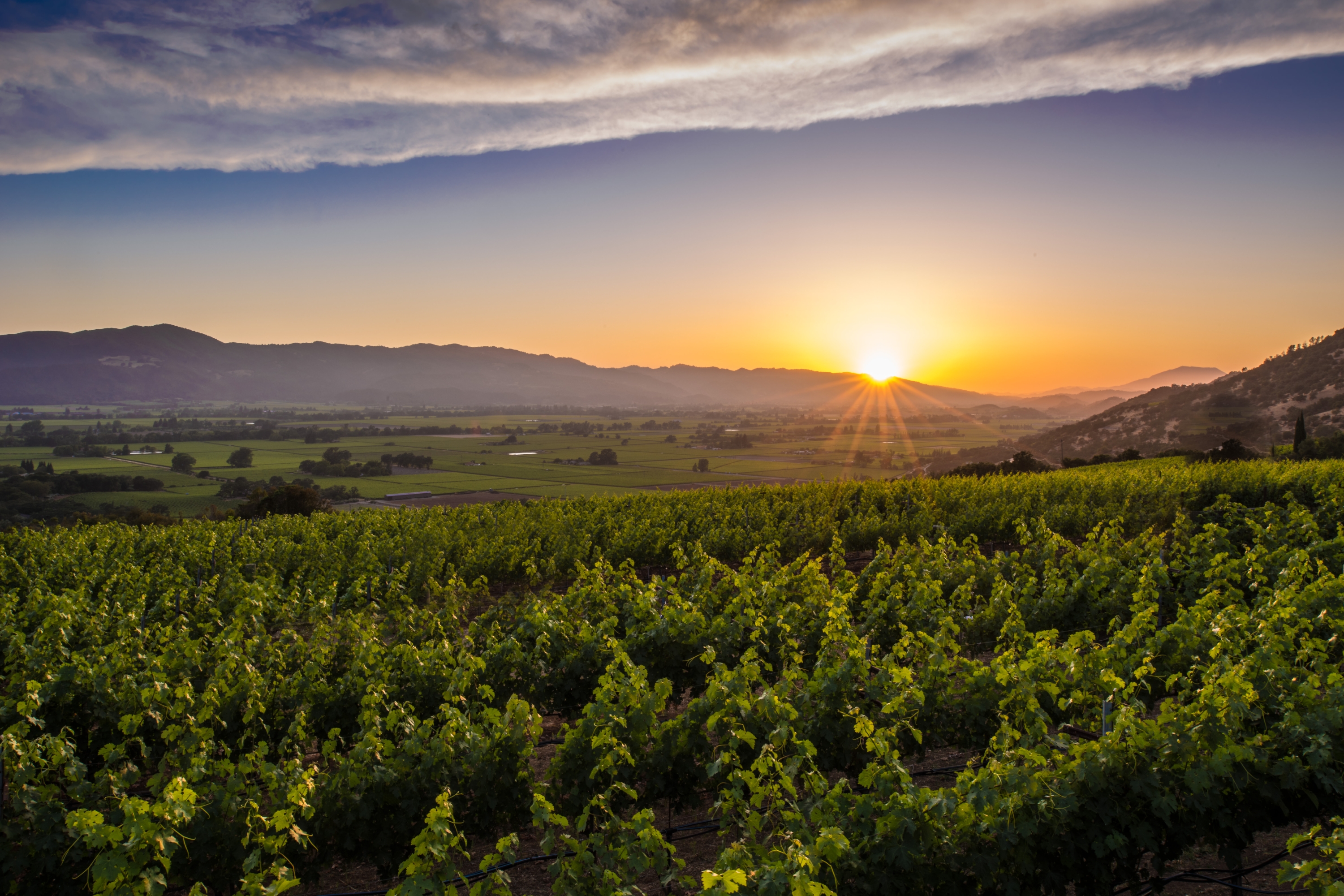 Visit Napa Valley | Wineries, Hotels, Events & Restaurants