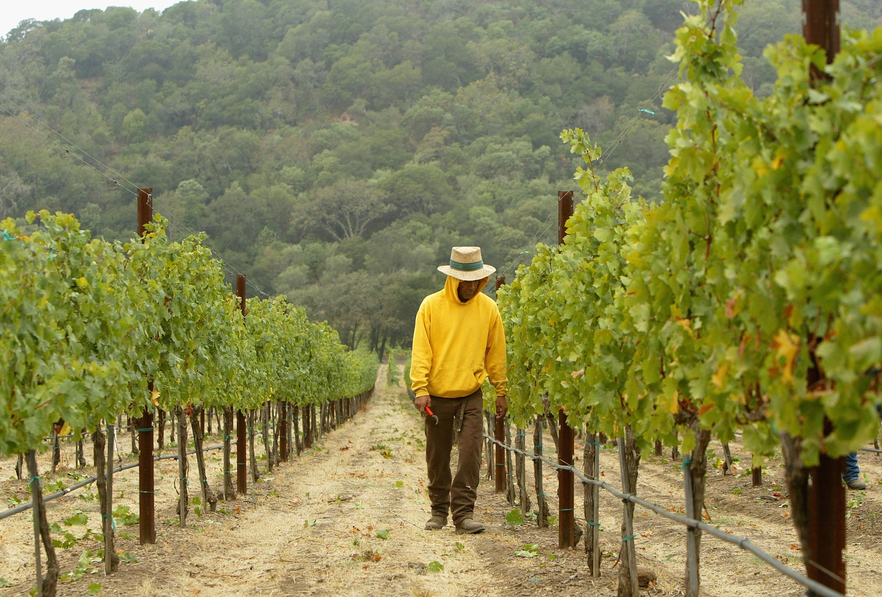 In Napa Valley, Vineyards and Conservationists Battle for the Hills ...