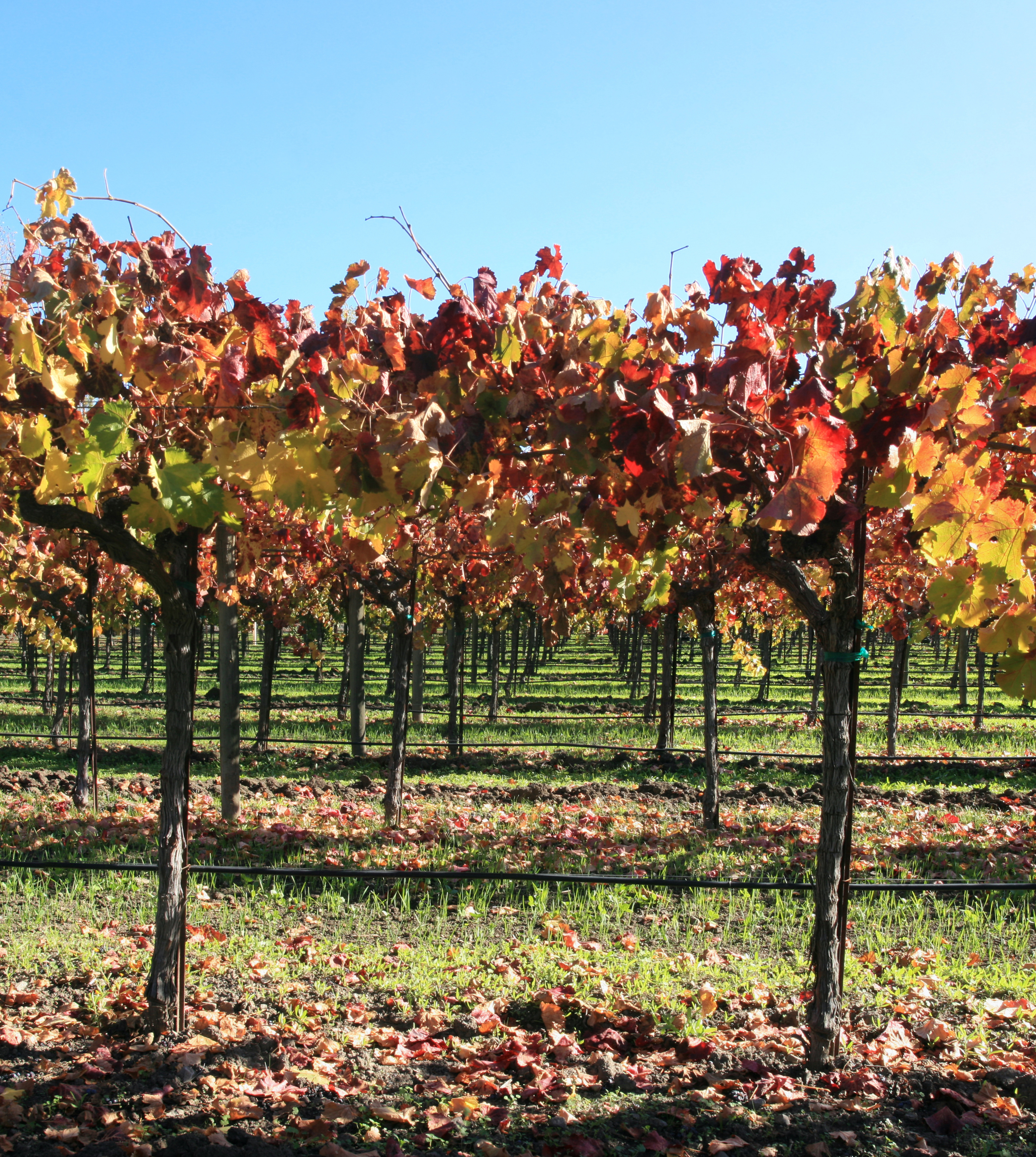 File:Autumn vineyard in Napa Valley 2.jpg - Wikimedia Commons