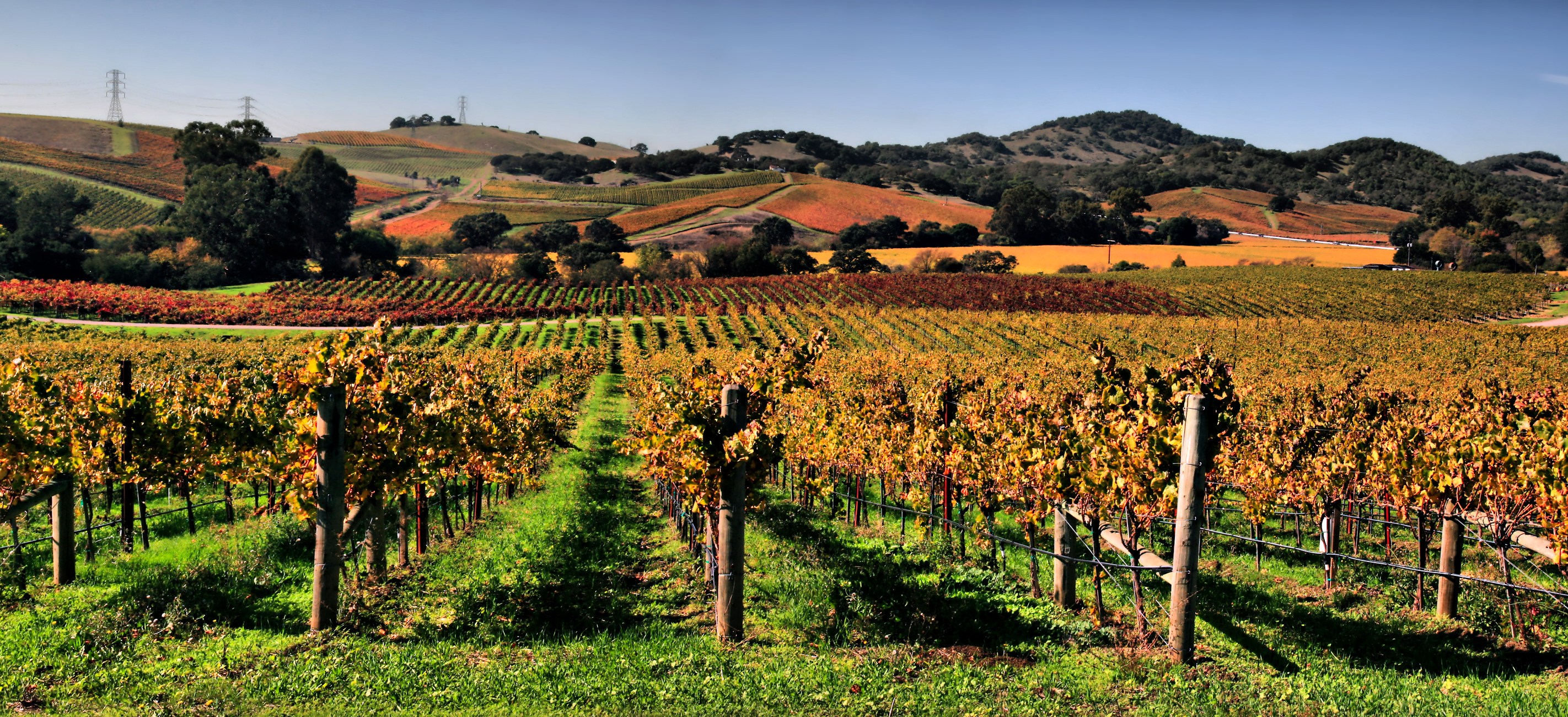 Your Guide to Napa: Napa Wineries You Can't Miss | Me Want Travel