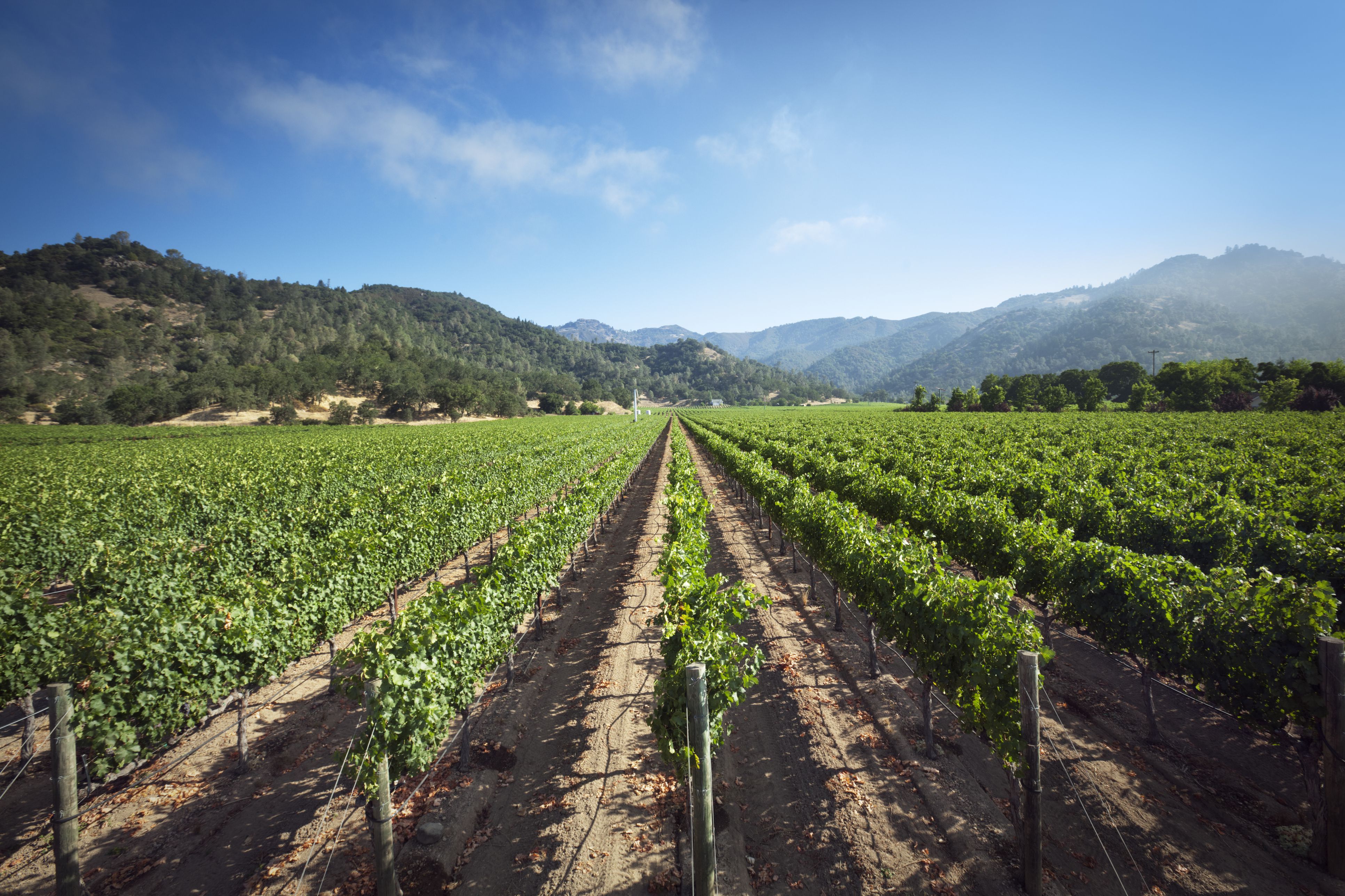Napa Valley in Summer - What to Expect