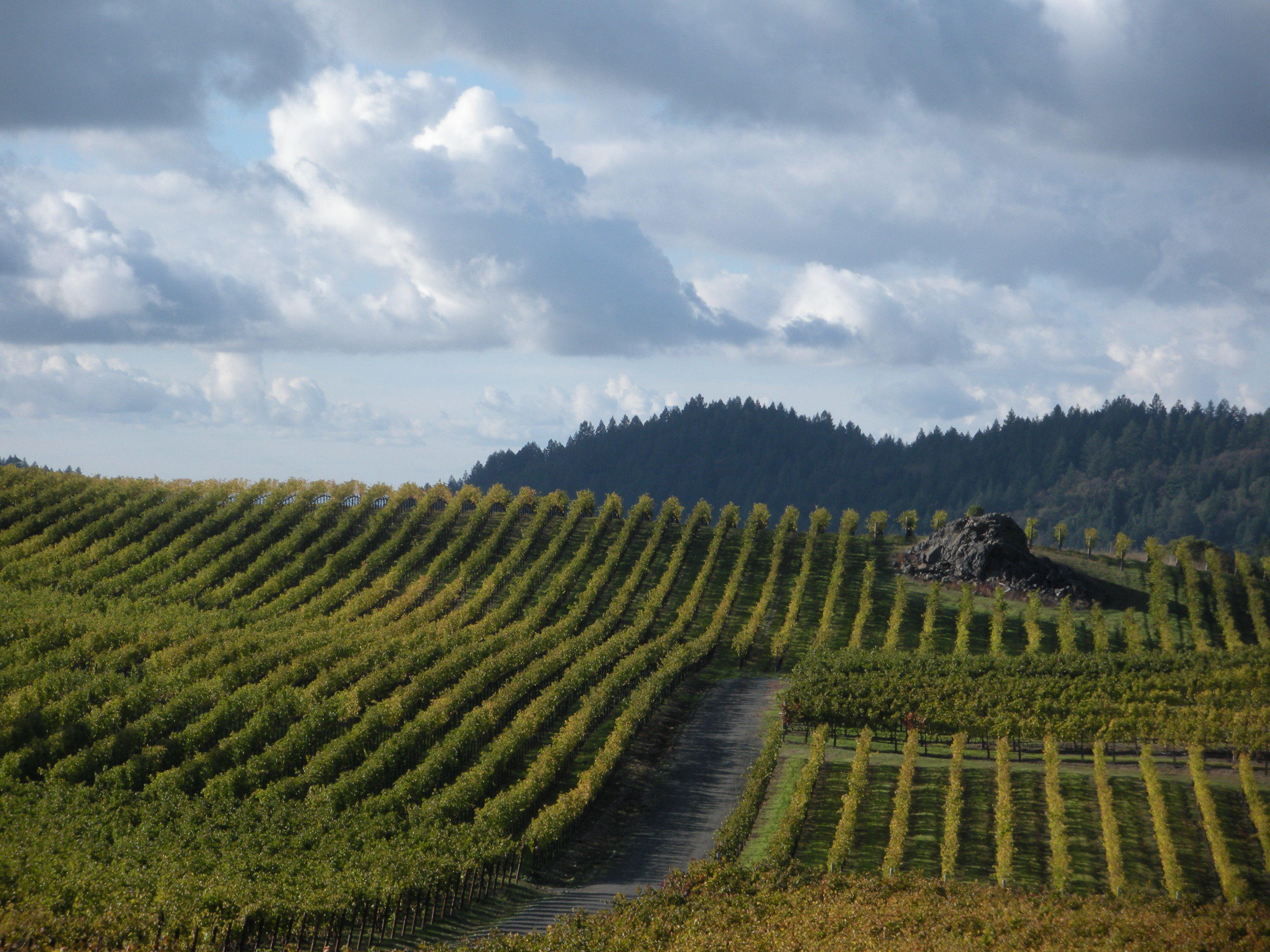 Napa Valley wine country tours. Transportation to the best wineries ...