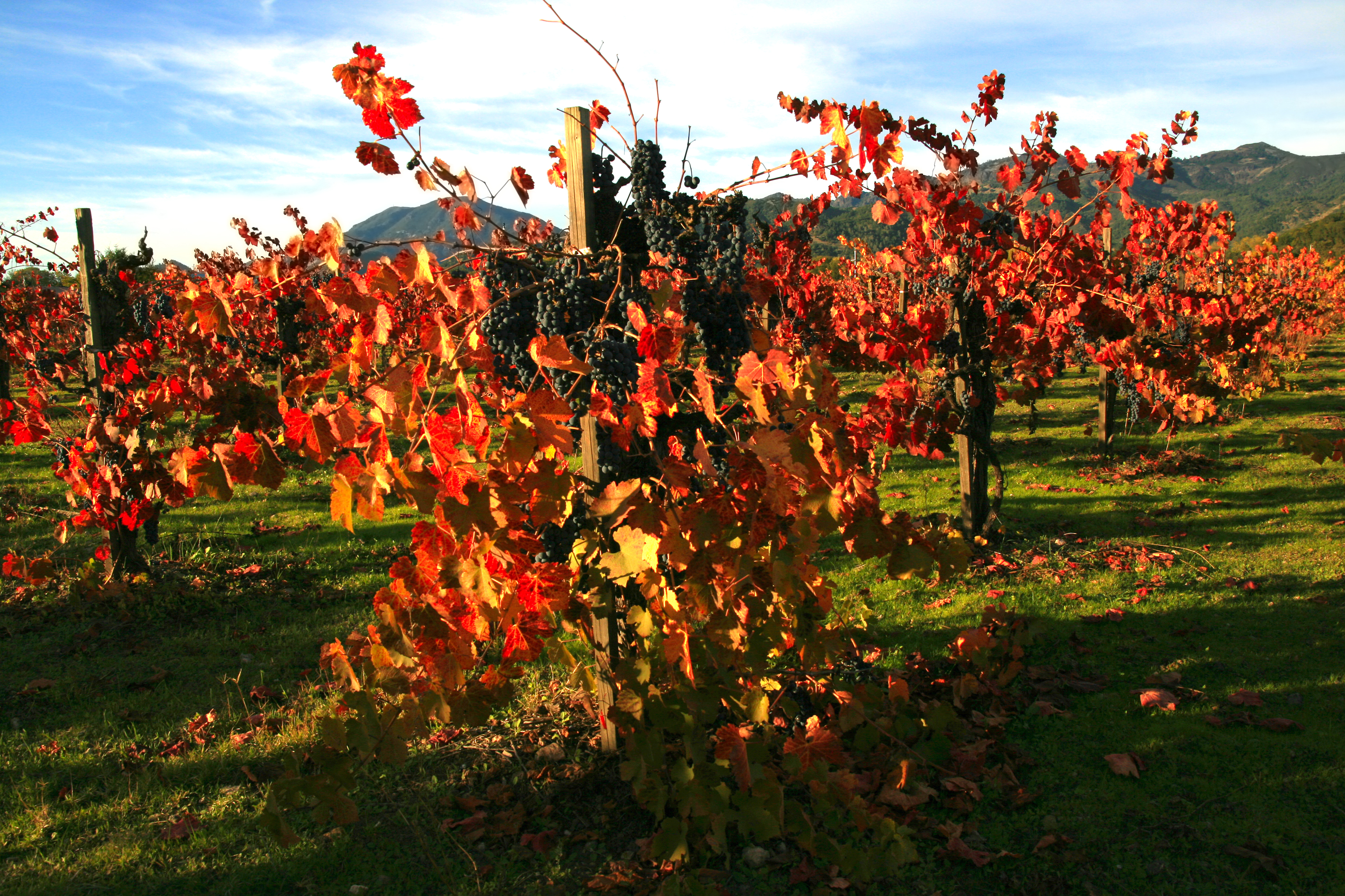 File:Vineyard in Napa Valley 3.jpg - Wikimedia Commons