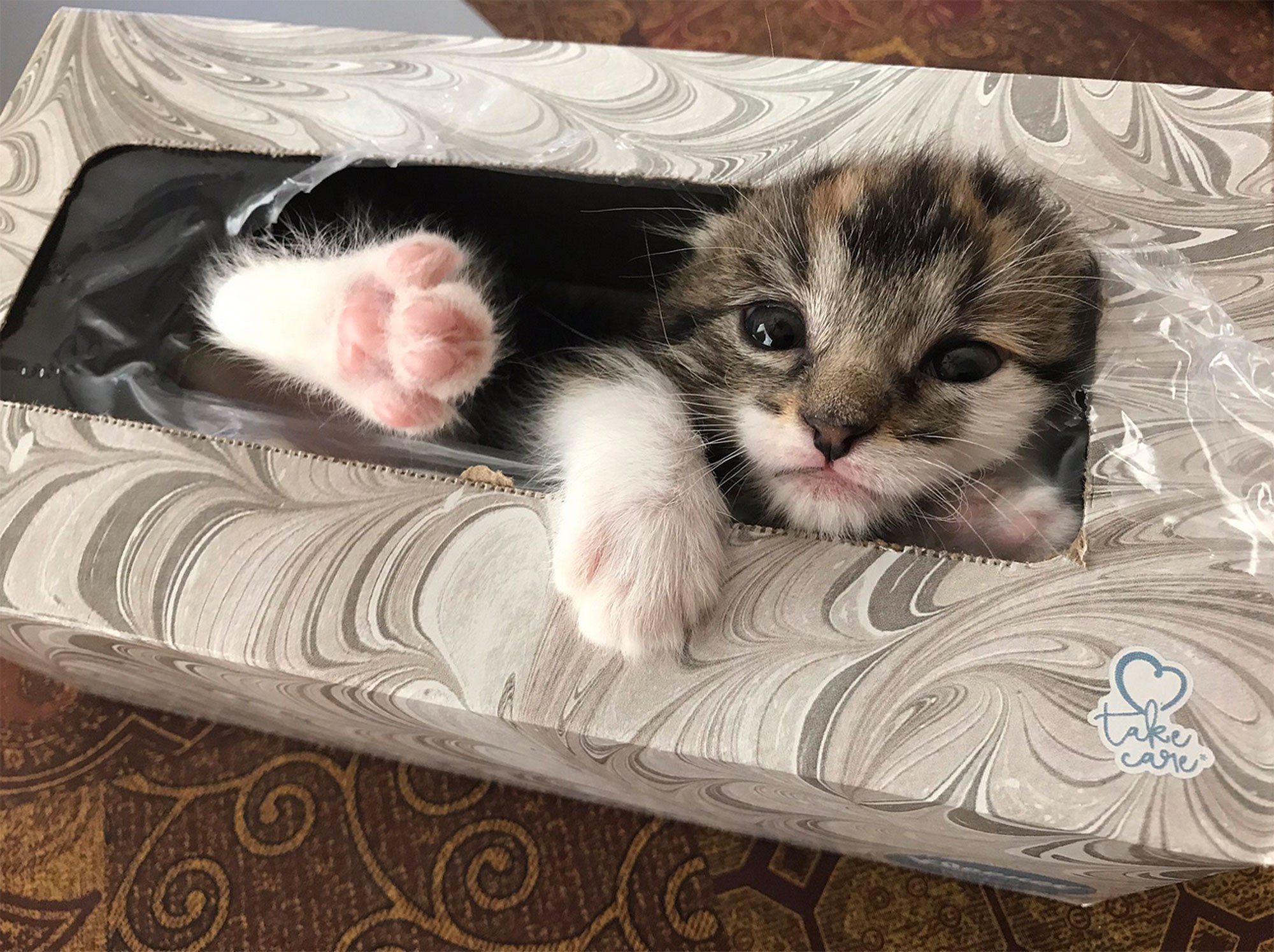 Lost Kitten Found in Tissue Box | PEOPLE.com