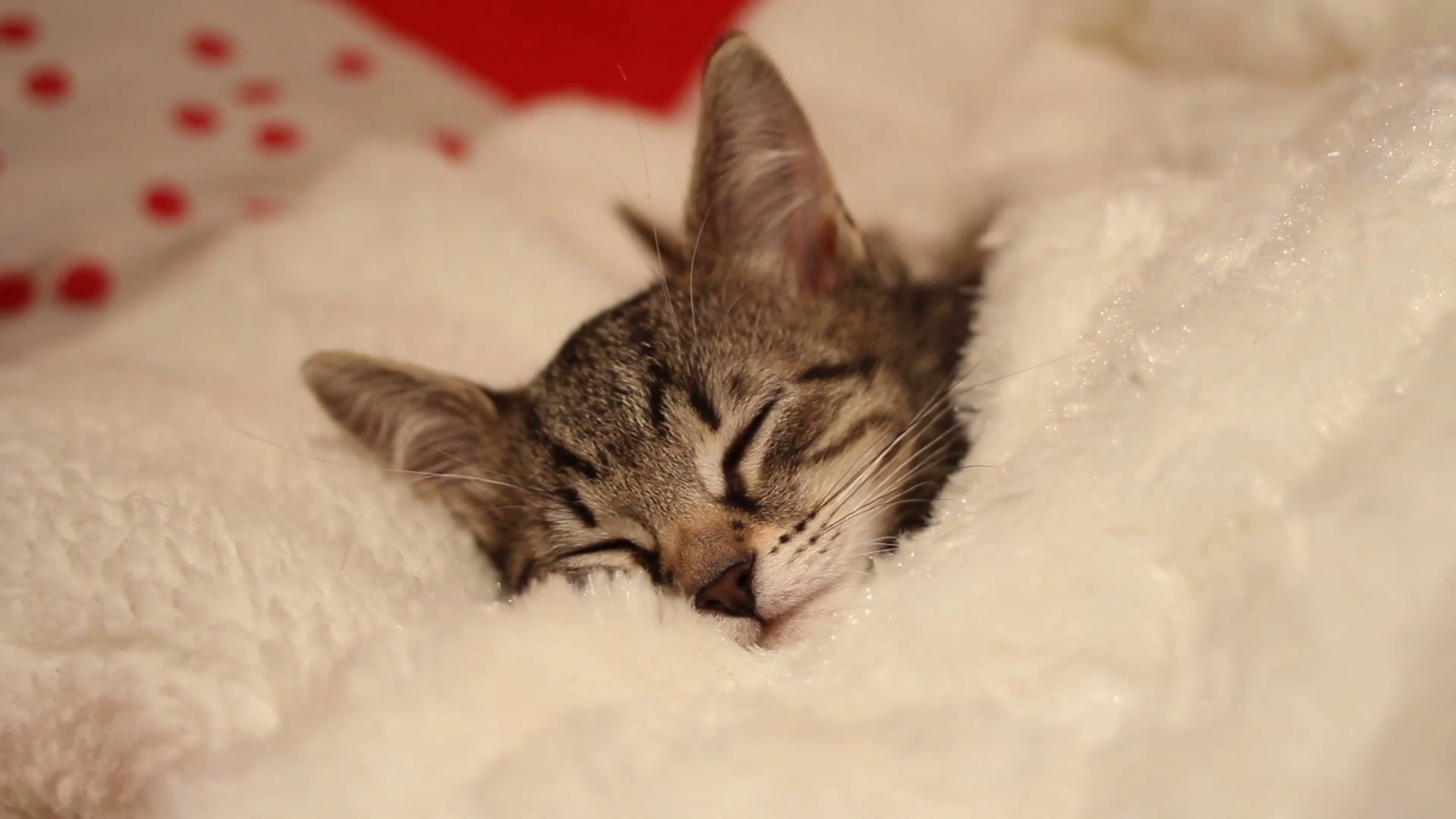 kittens napping wrapped in a white blanket, untill one kitten wakes ...
