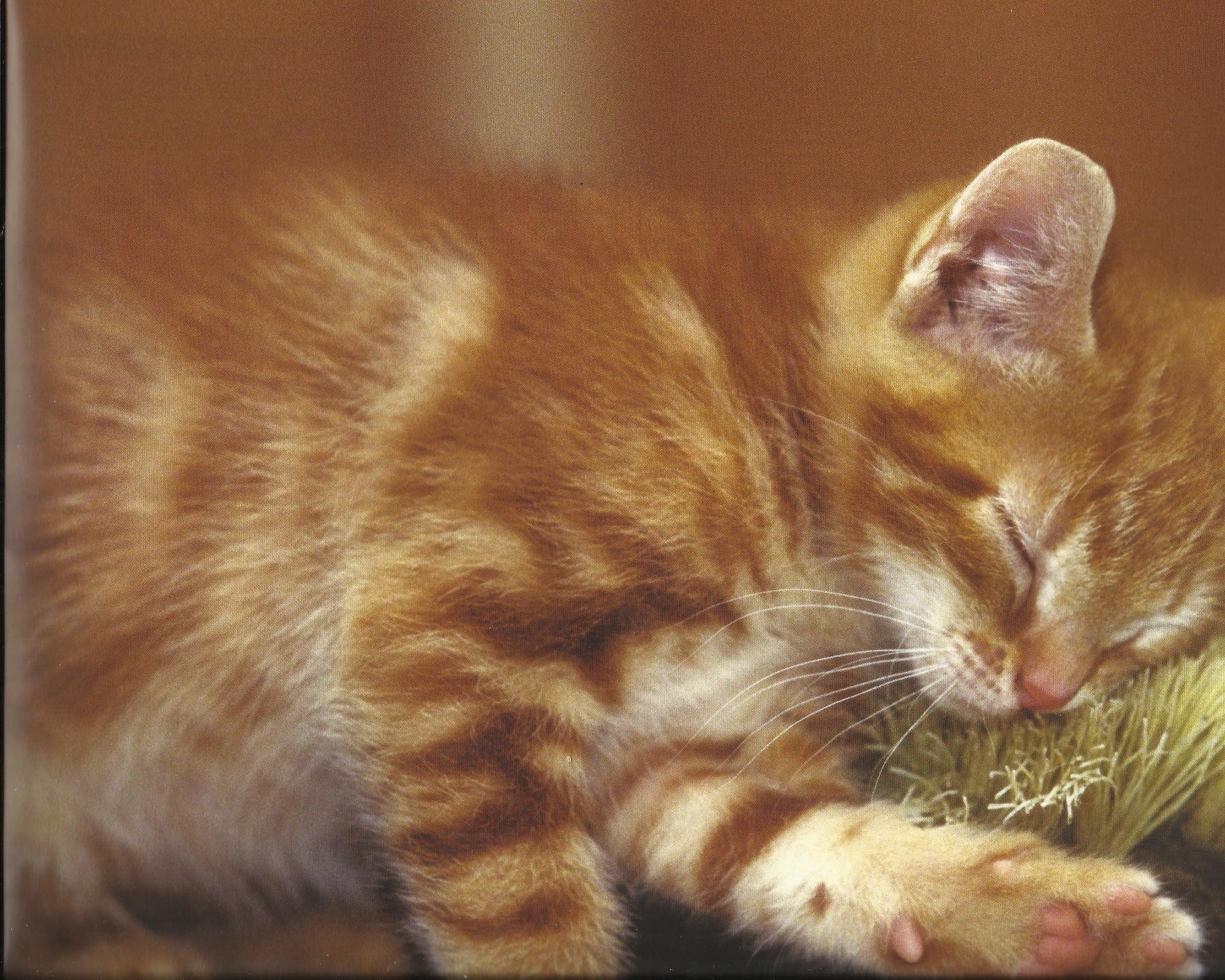 Ginger Cute Napping Kitten Paws Sleeping Cat Thanksgiving Wallpaper ...
