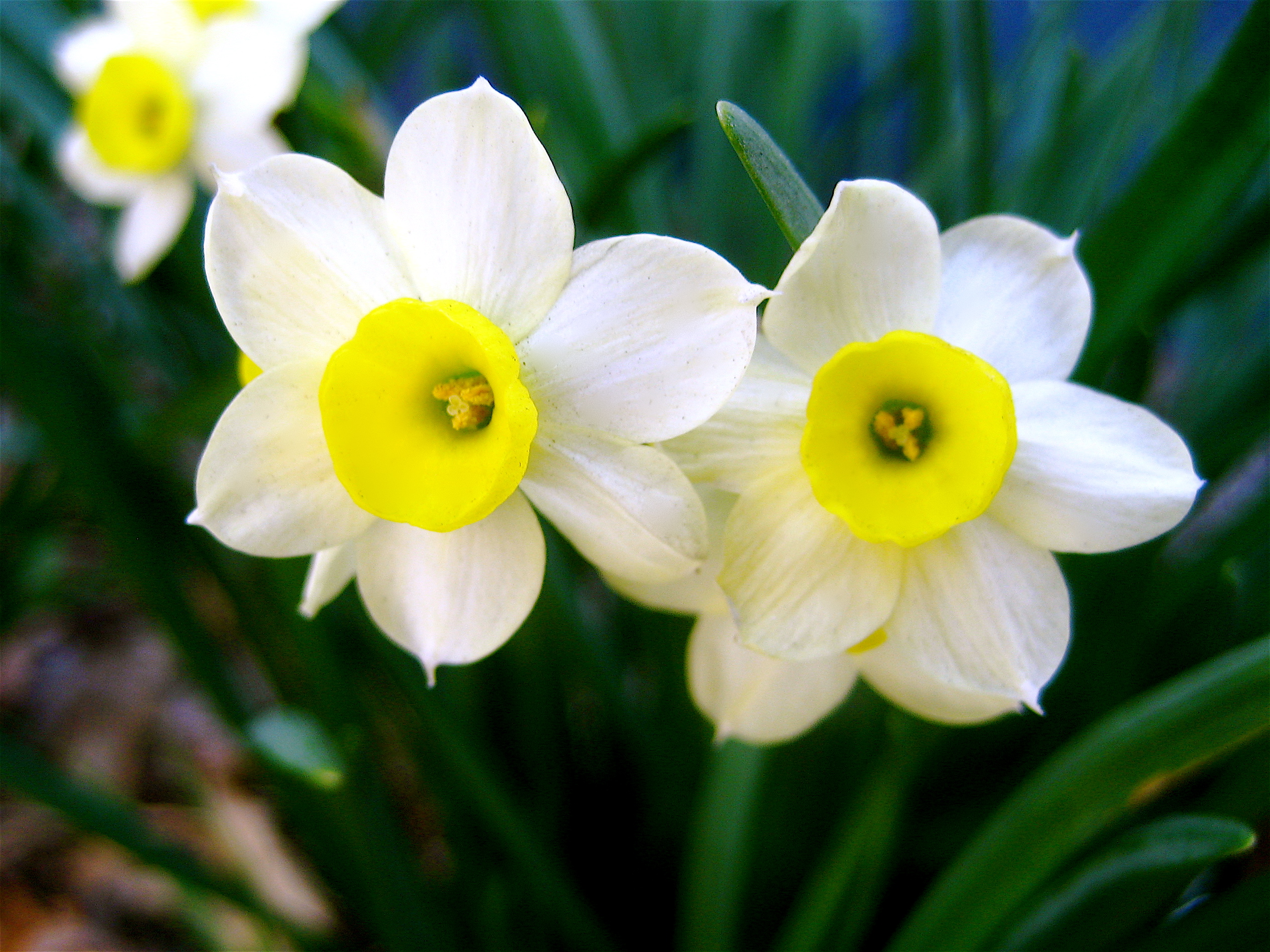 Narcissus Flowers (Illustration) - Ancient History Encyclopedia