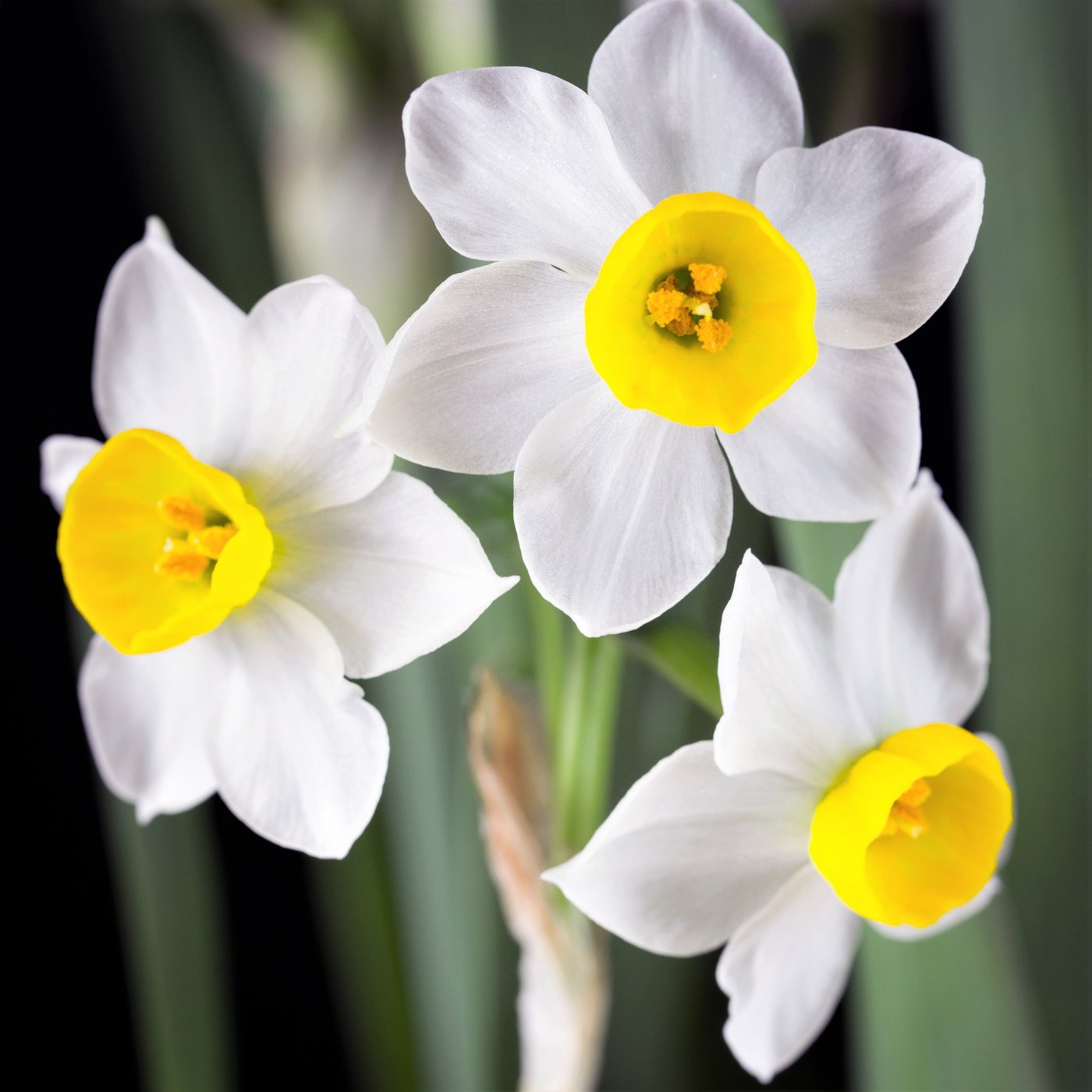 Narcissus Chinese Sacred Lily – Easy To Grow Bulbs