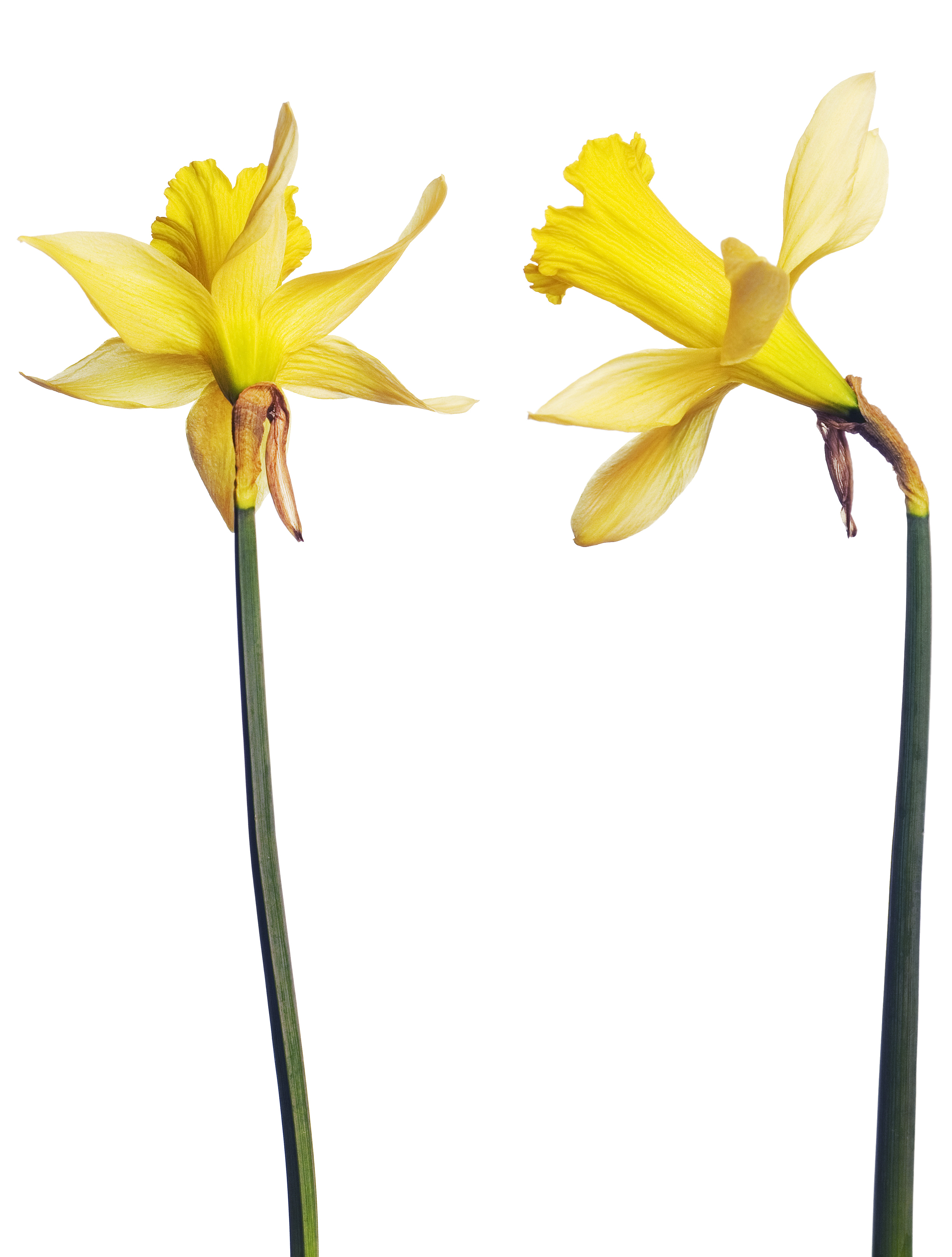 Narcissus, Aroma, Potted, Natural, Nature, HQ Photo