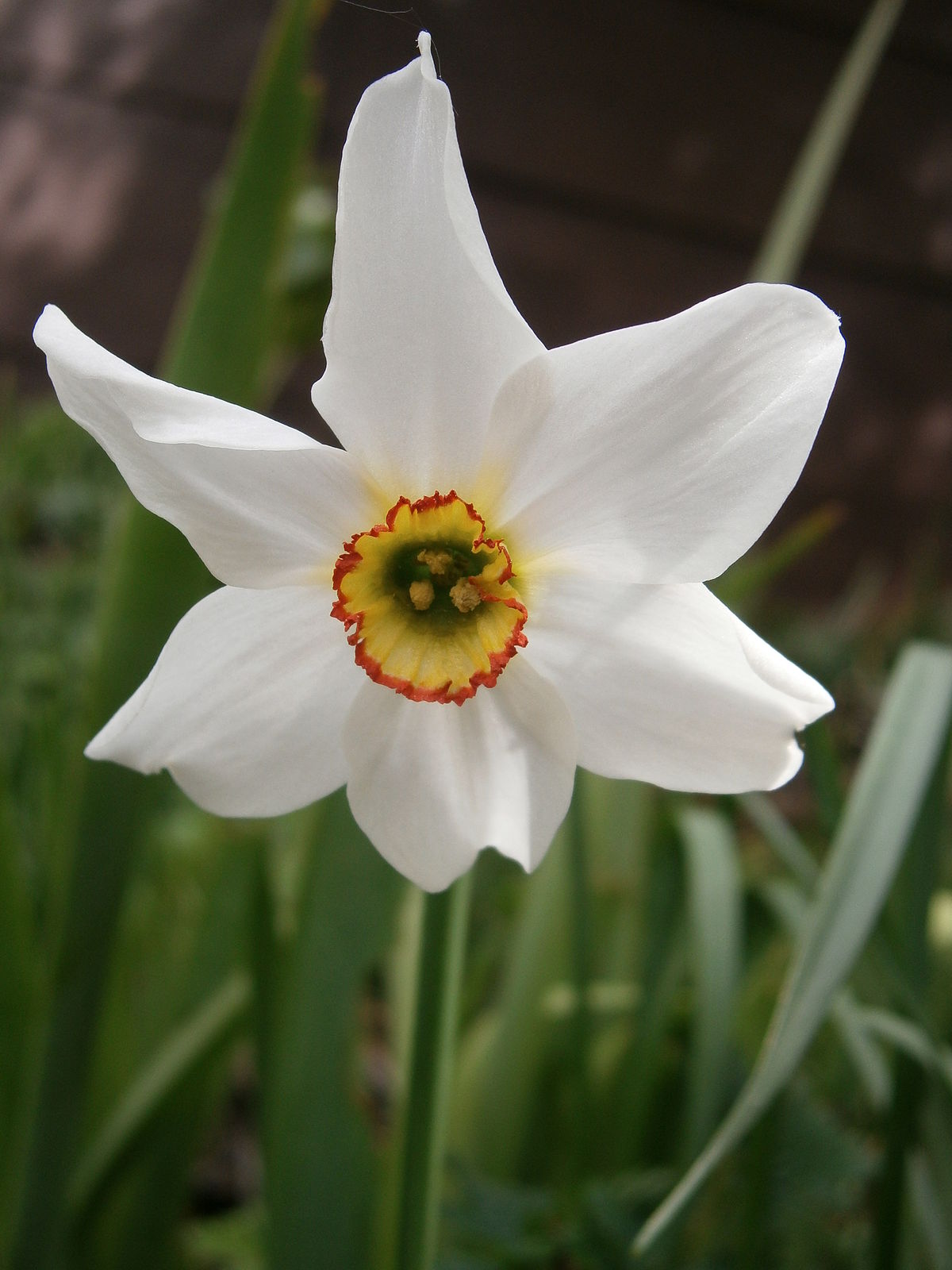 Narcissus poeticus - Wikipedia