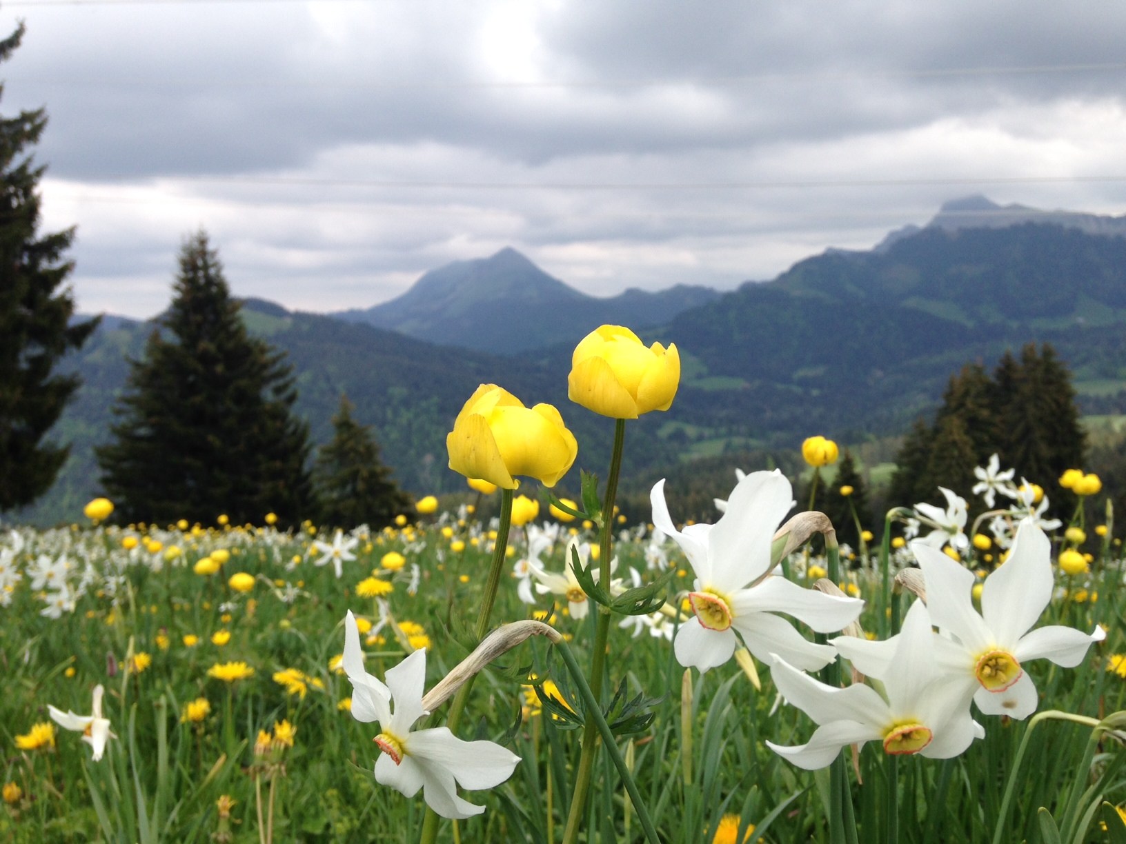 Blooming Swiss narcissus season approaches