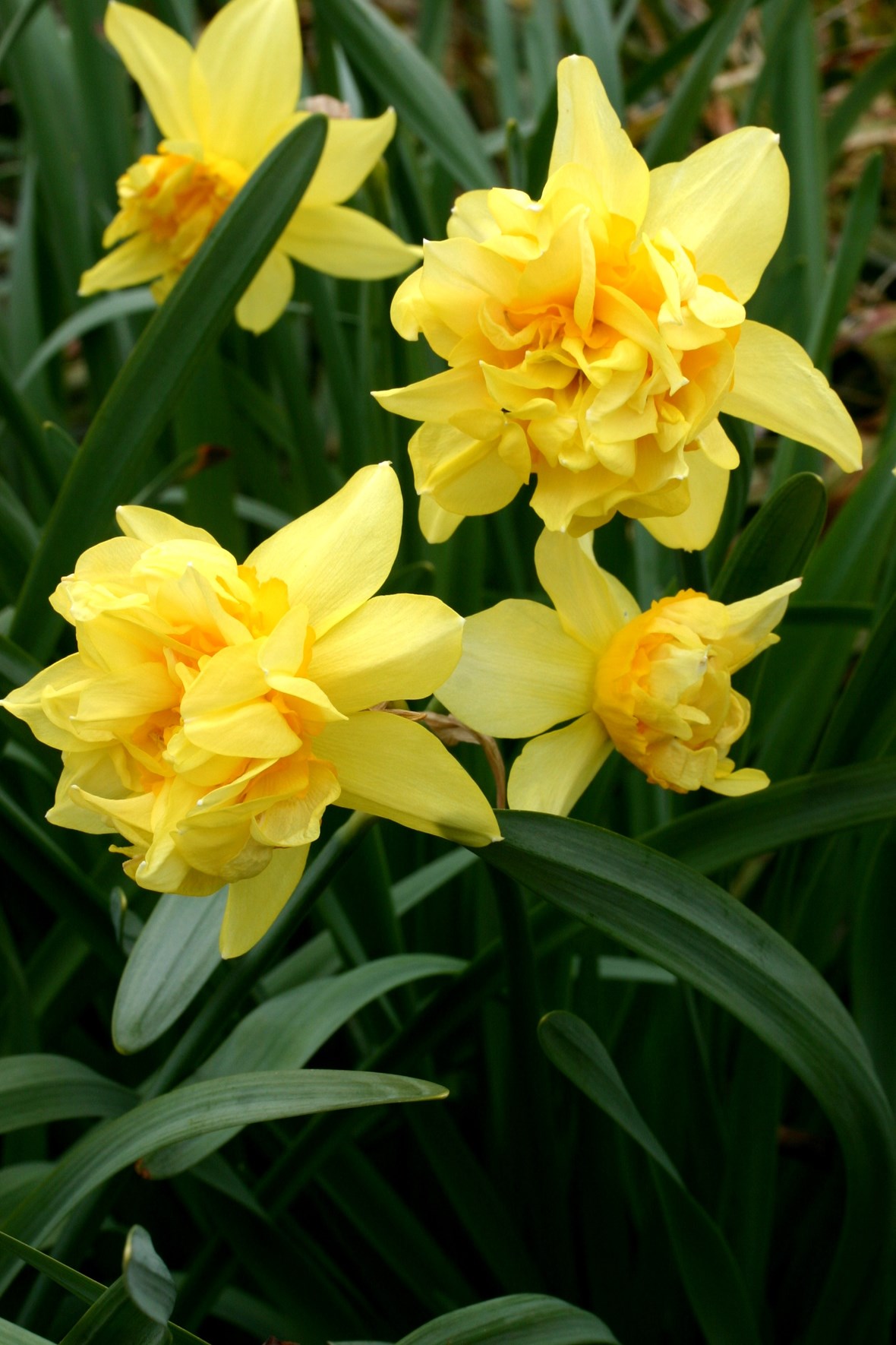 Narcissus Daffodils | Garen Varieties | Avon Bulbs